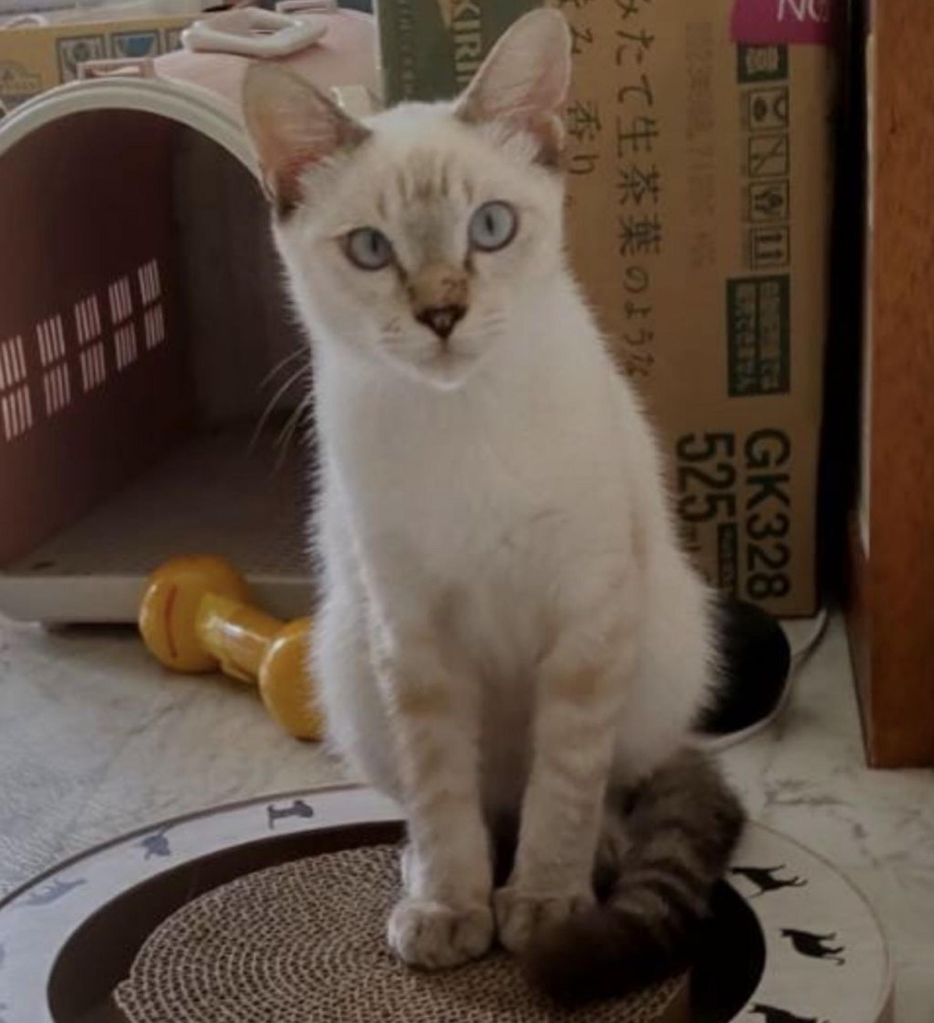 pet-image-3