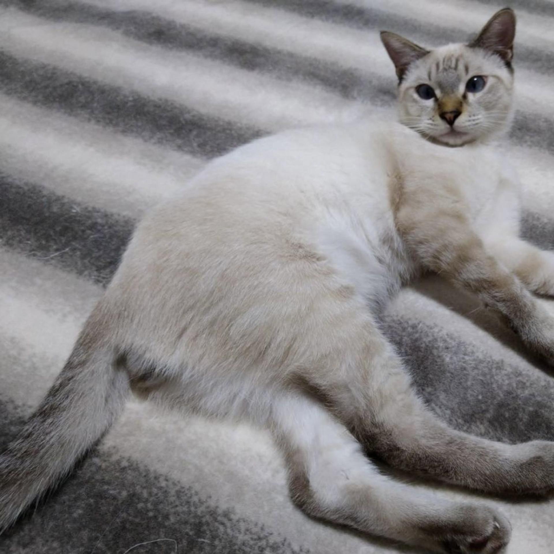 pet-image-2