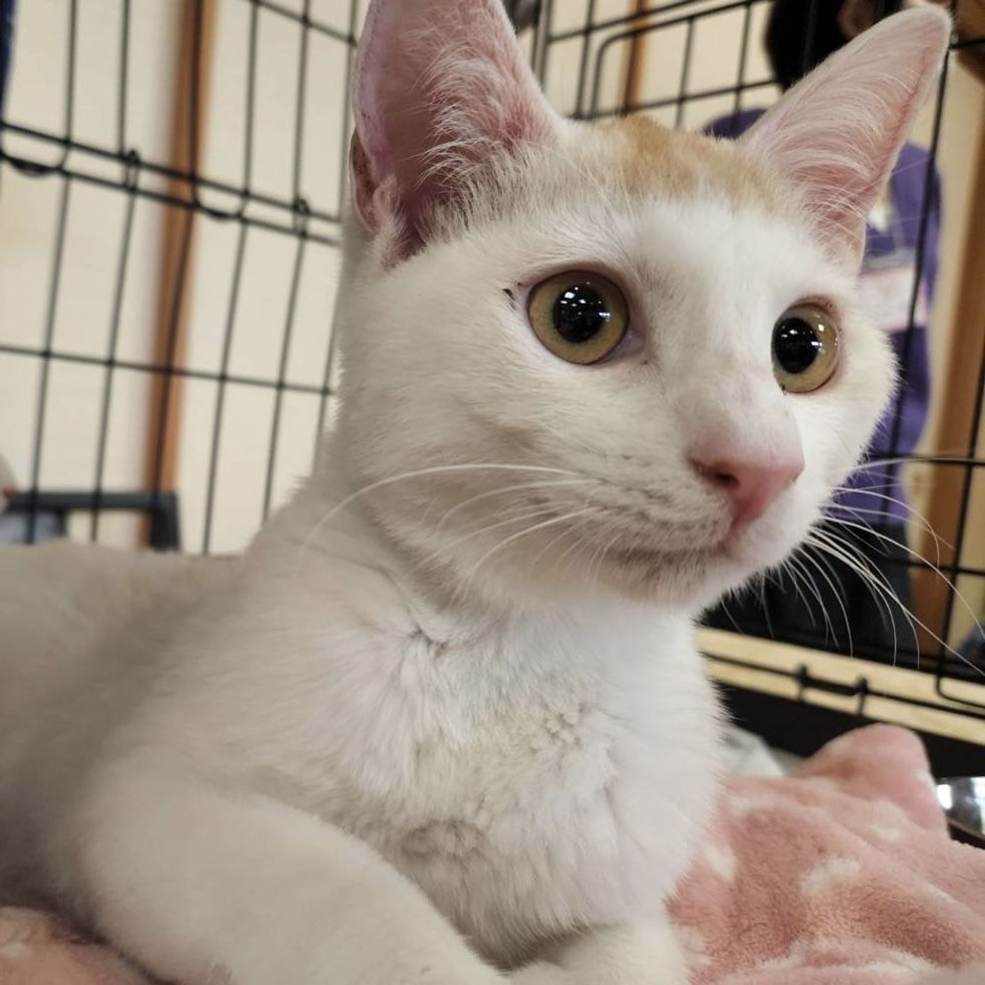雑種（ミックス猫）・オスの里親募集の写真