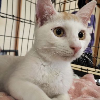 パレオの写真