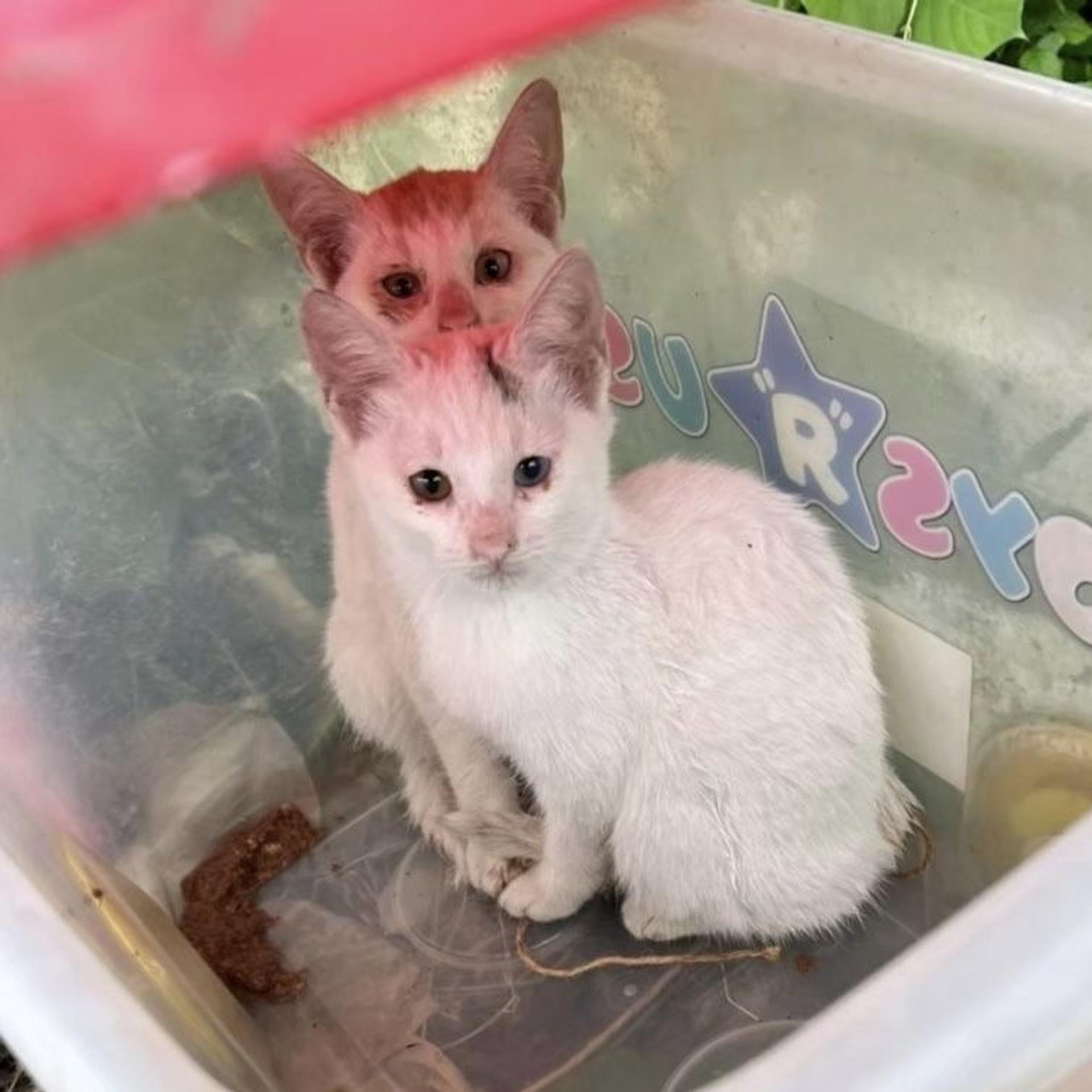 pet-image-2