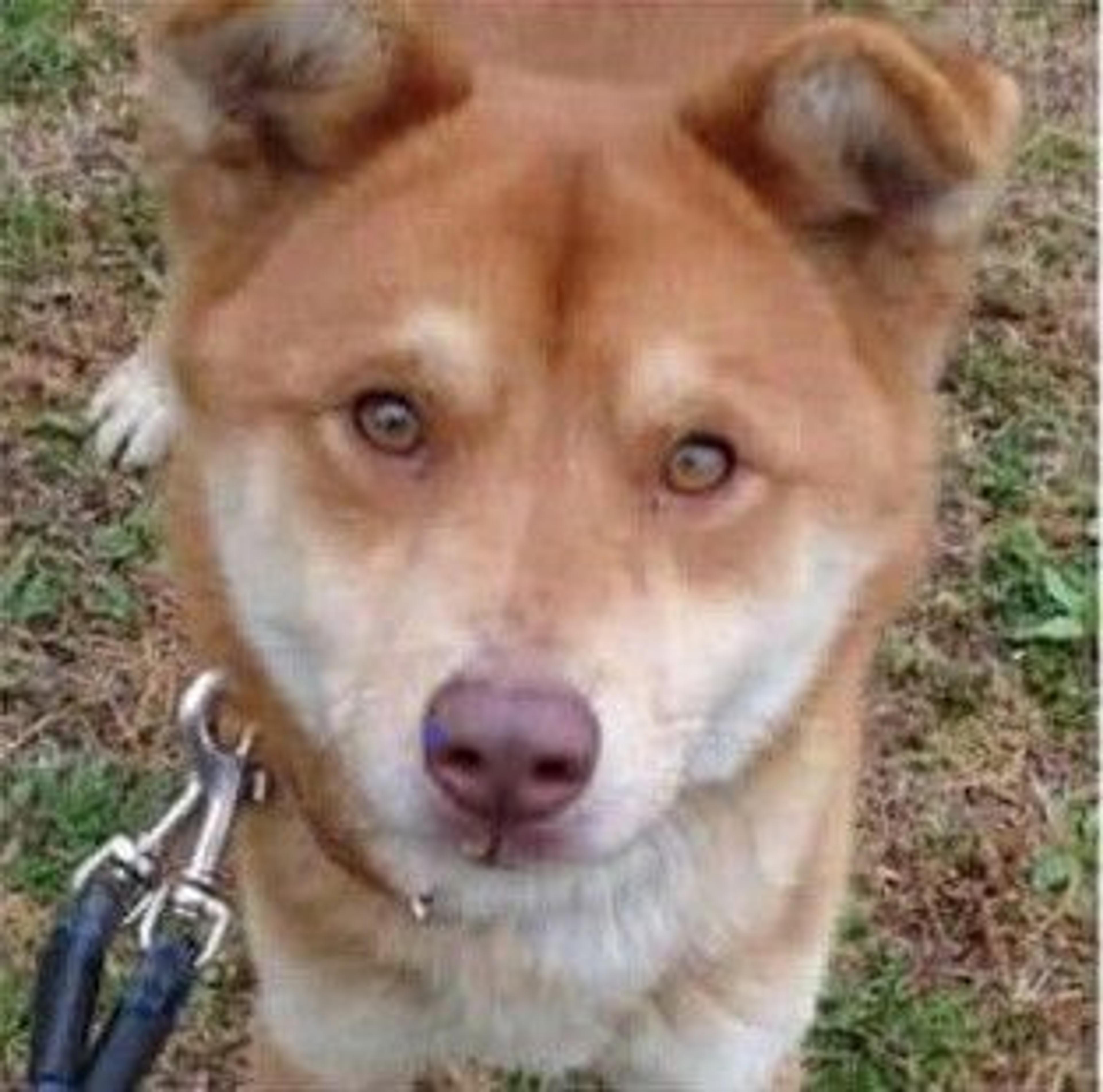 pet-image-2