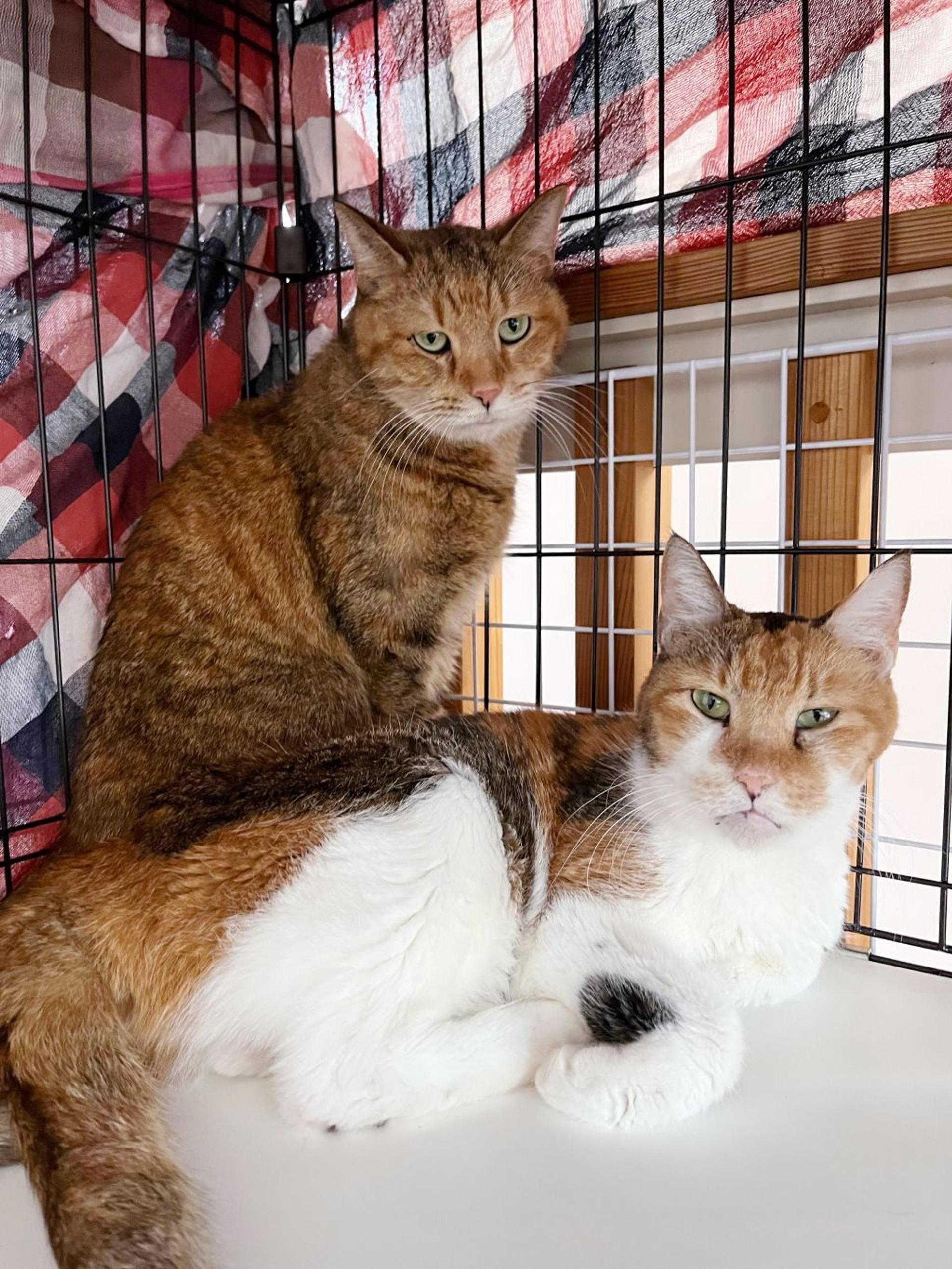 pet-image-4