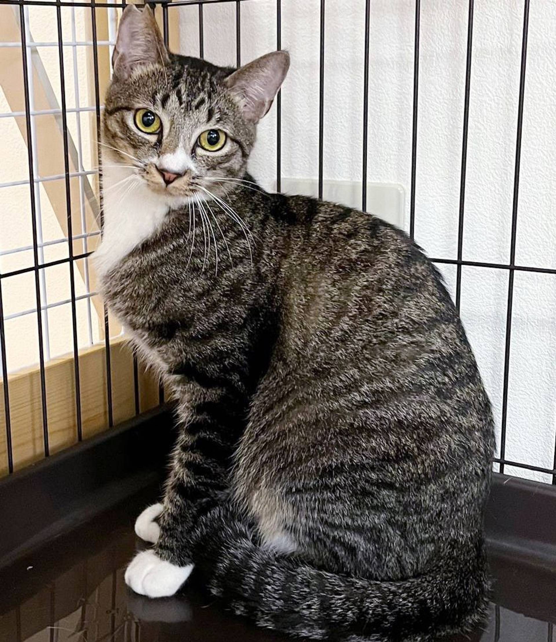 雑種（ミックス猫）・オスの里親募集の写真