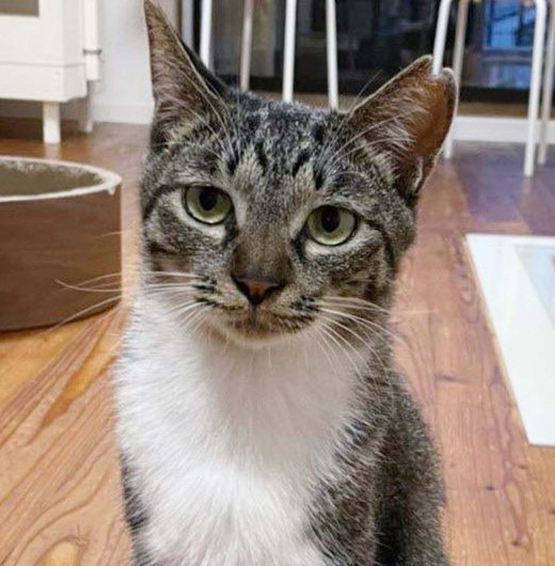 雑種（ミックス猫）・メスの里親募集の写真