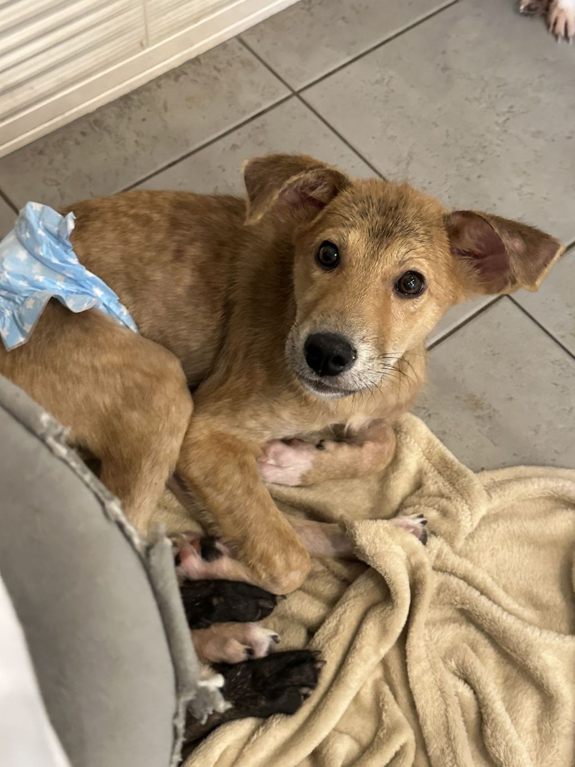 雑種（ミックス犬）・オスの里親募集の写真