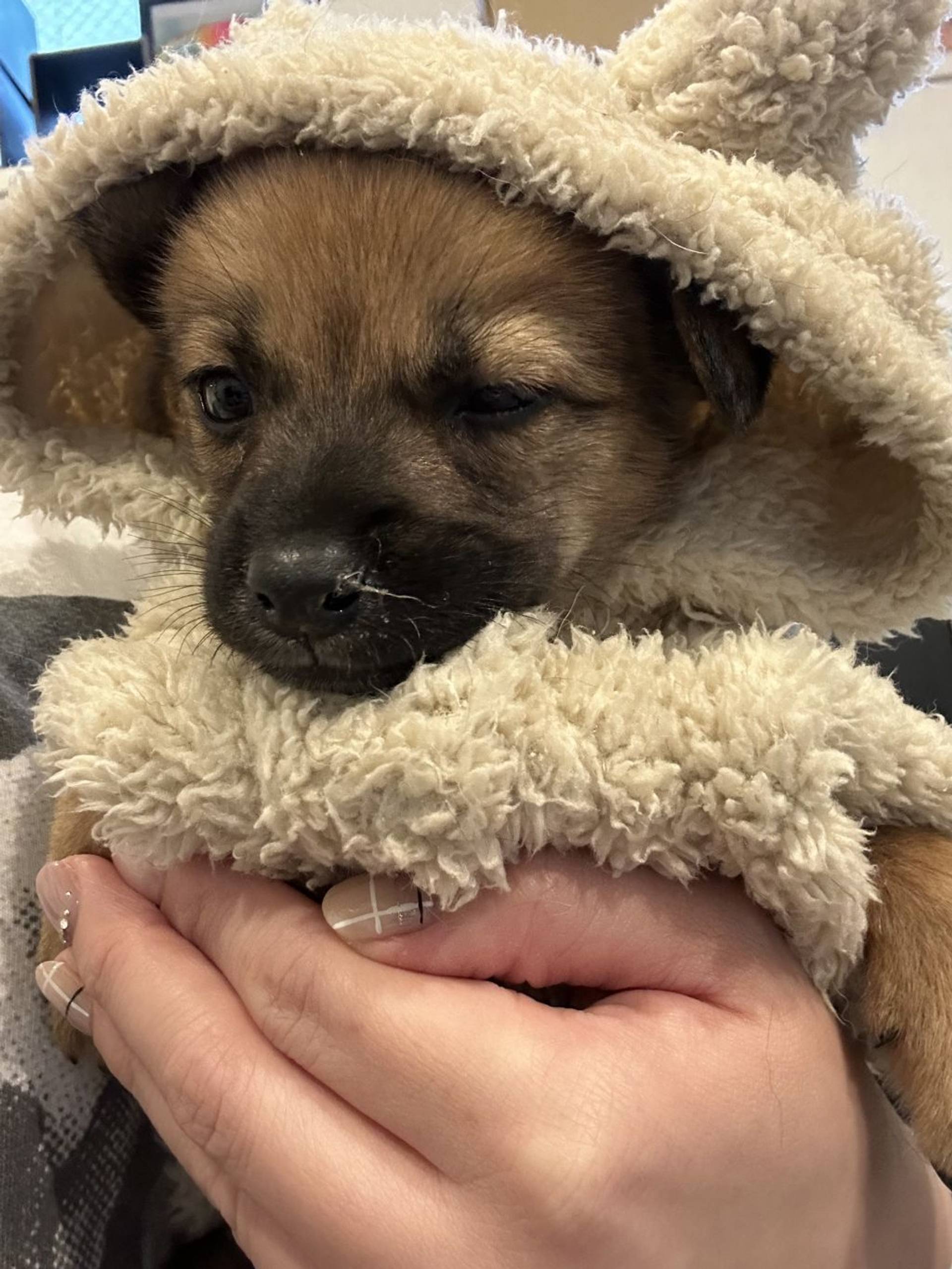 雑種（ミックス犬）・メスの里親募集の写真