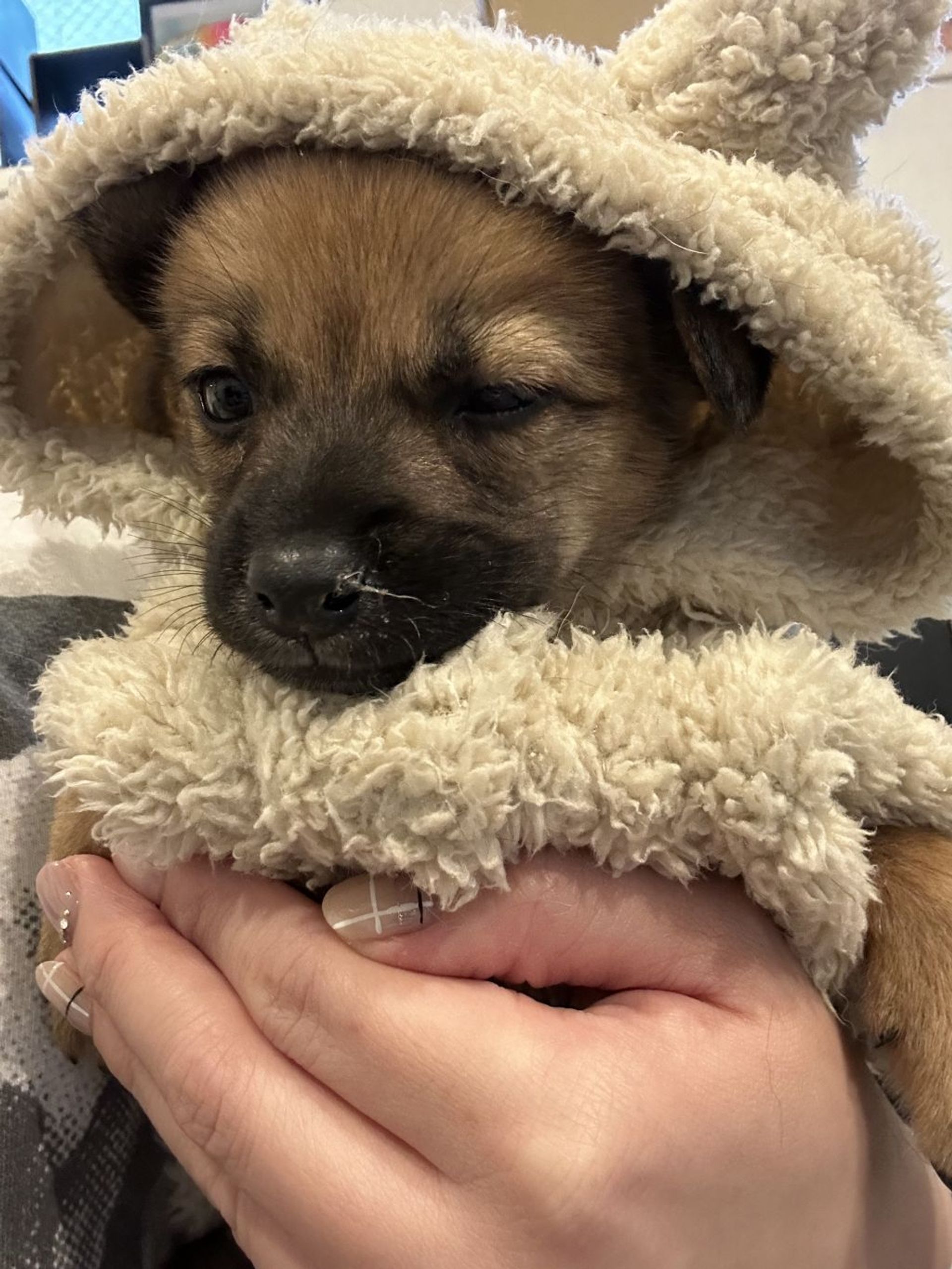 雑種（ミックス犬）・メスの里親募集の写真