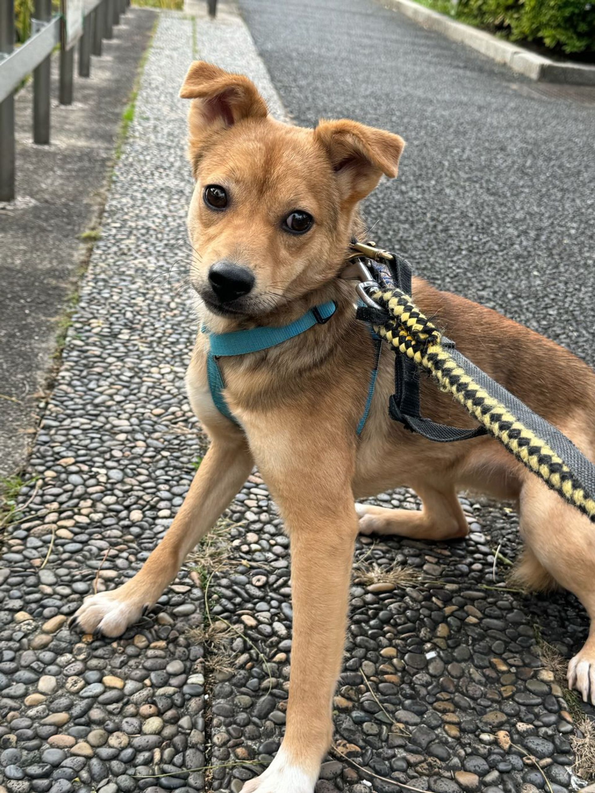 雑種（ミックス犬）・メスの里親募集の写真