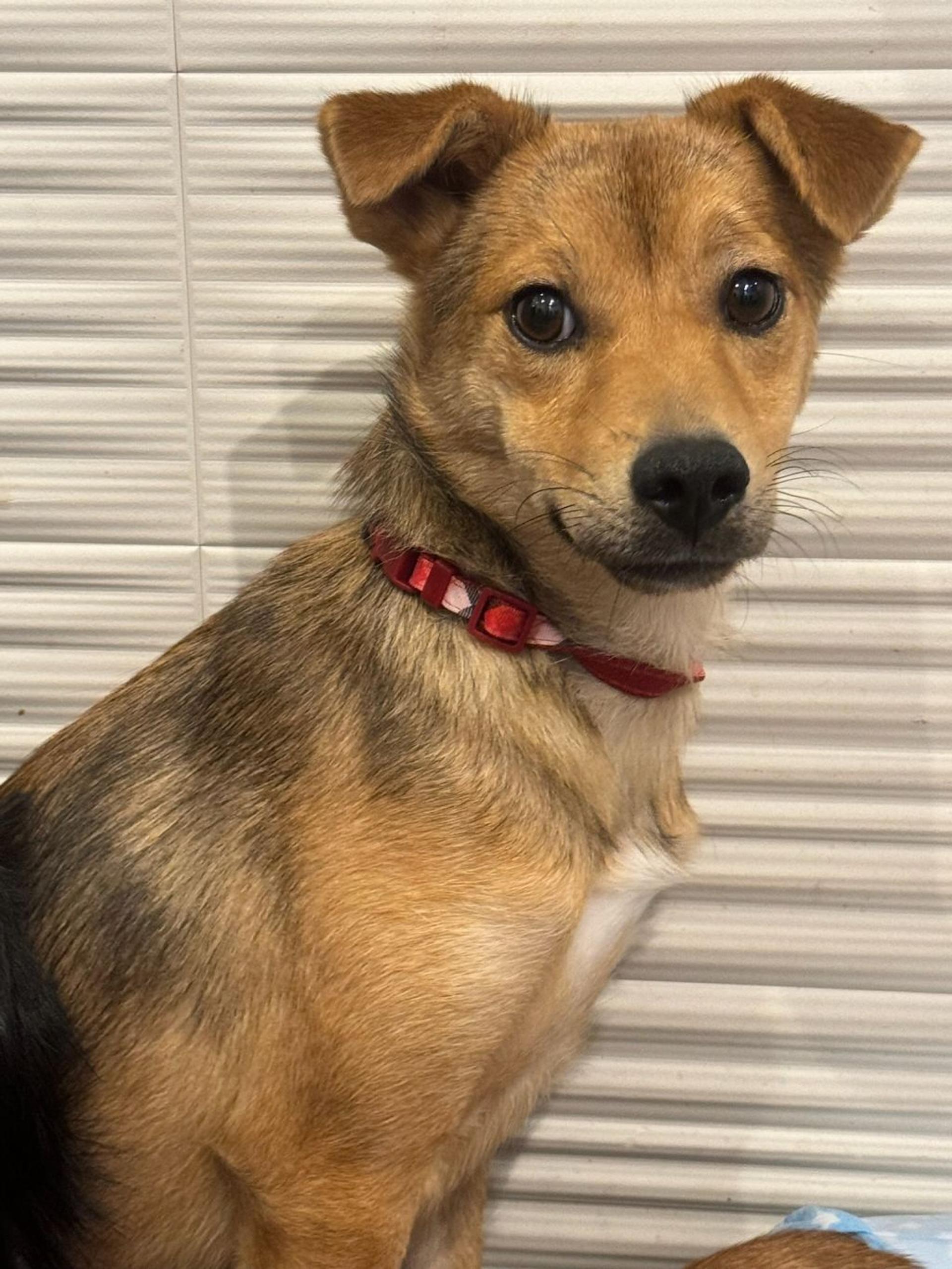 pet-image-2