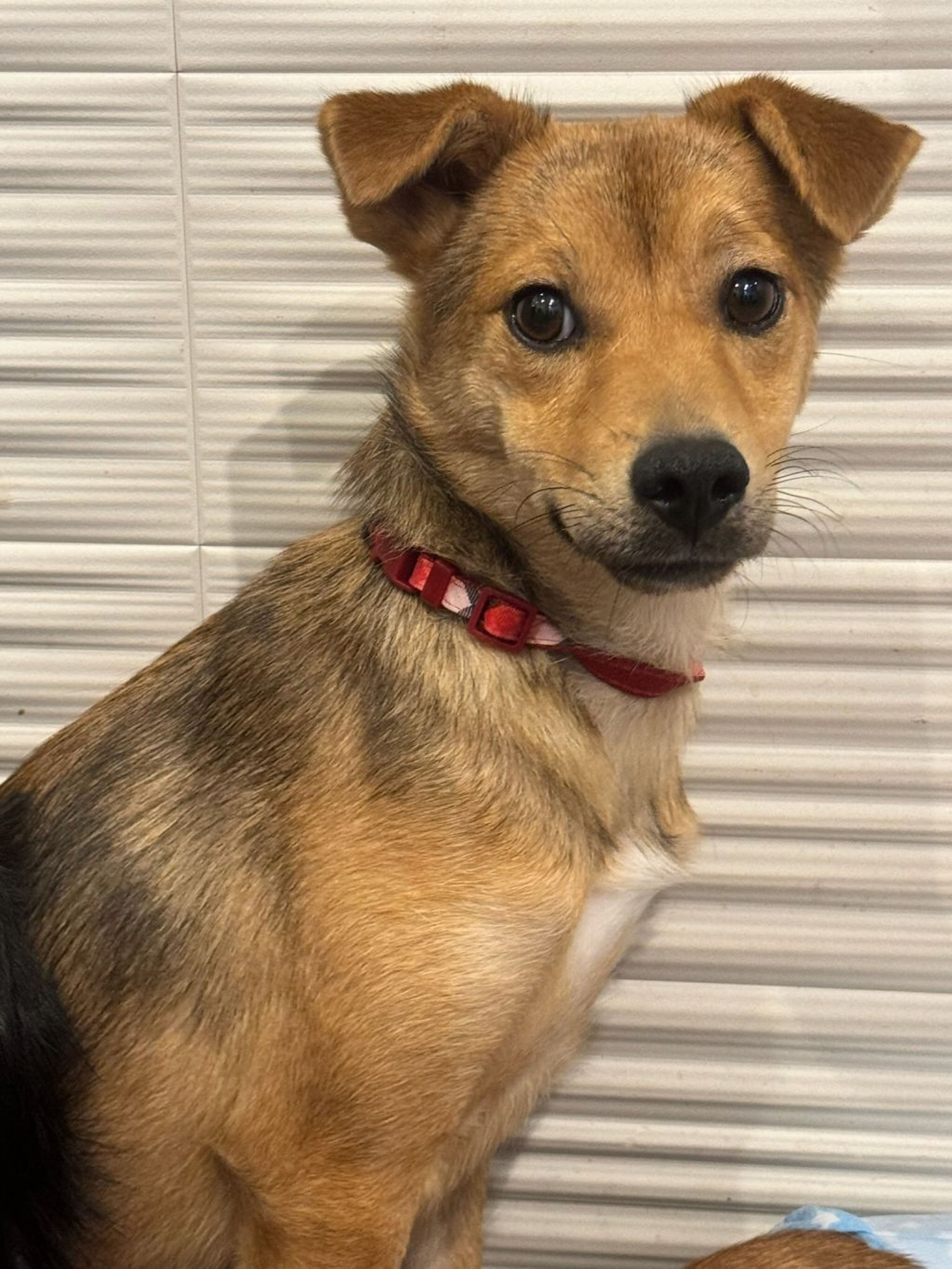 pet-image-2