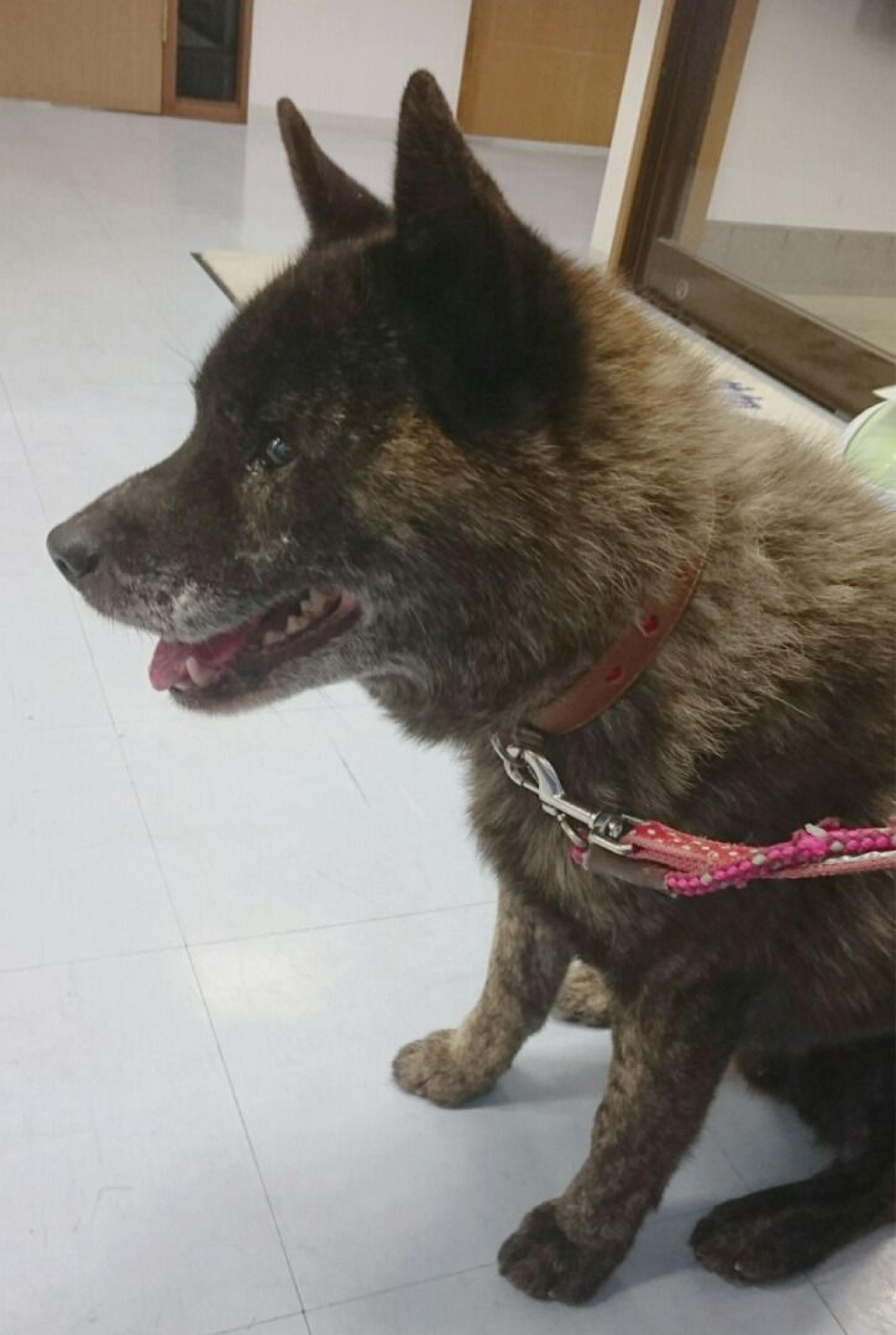 pet-image-2