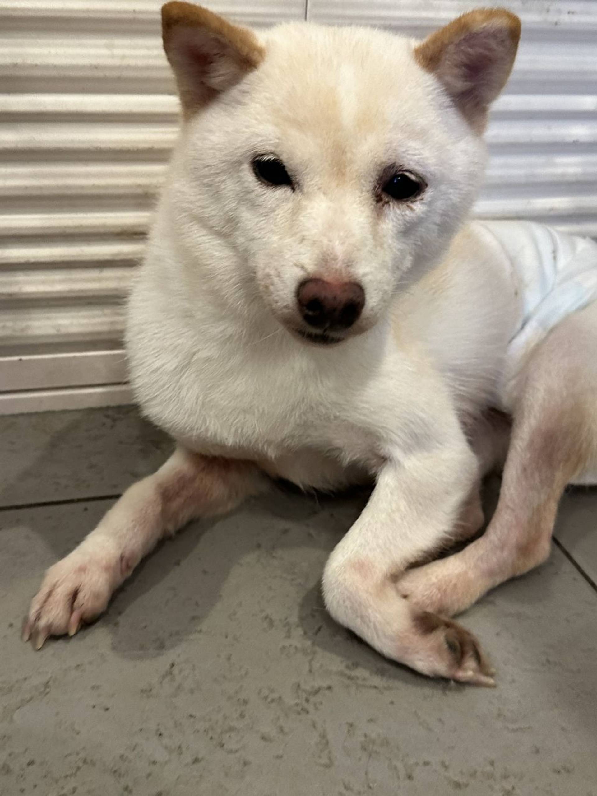 柴犬・メスの里親募集の写真