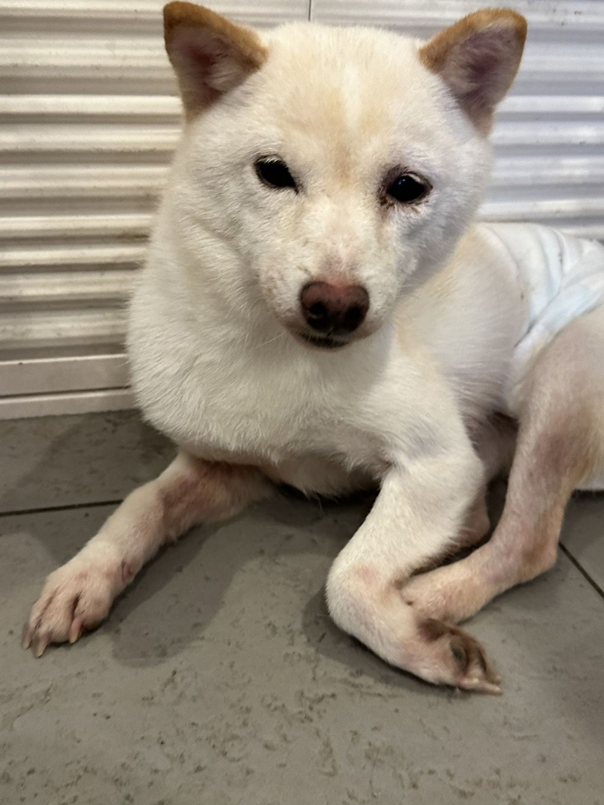 柴犬・メスの里親募集の写真