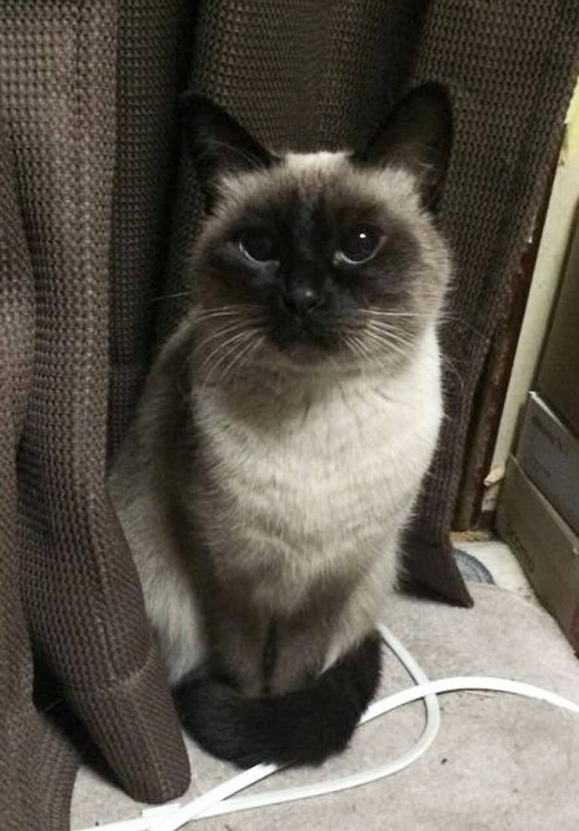雑種（ミックス猫）・メスの里親募集の写真