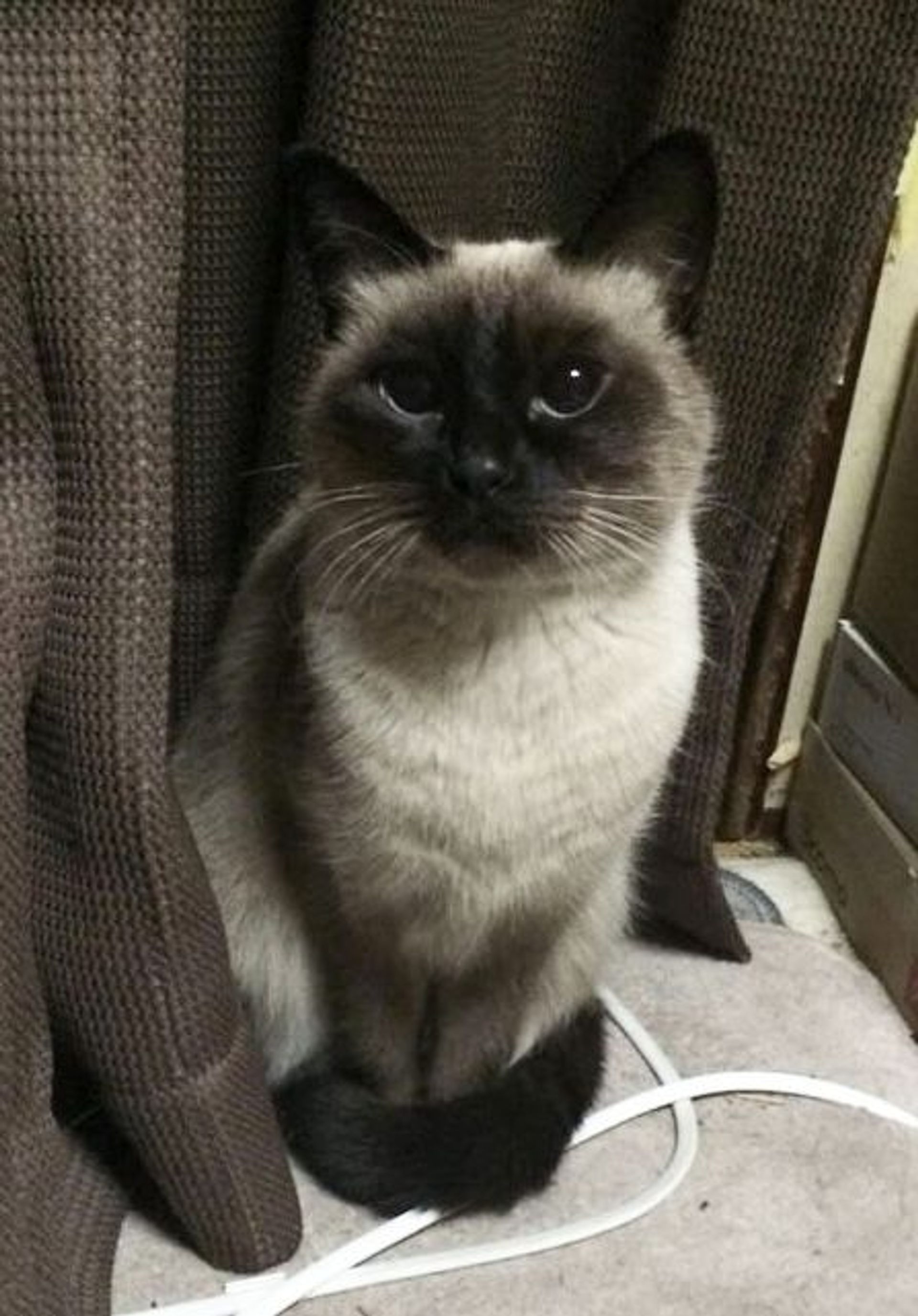 雑種（ミックス猫）・メスの里親募集の写真