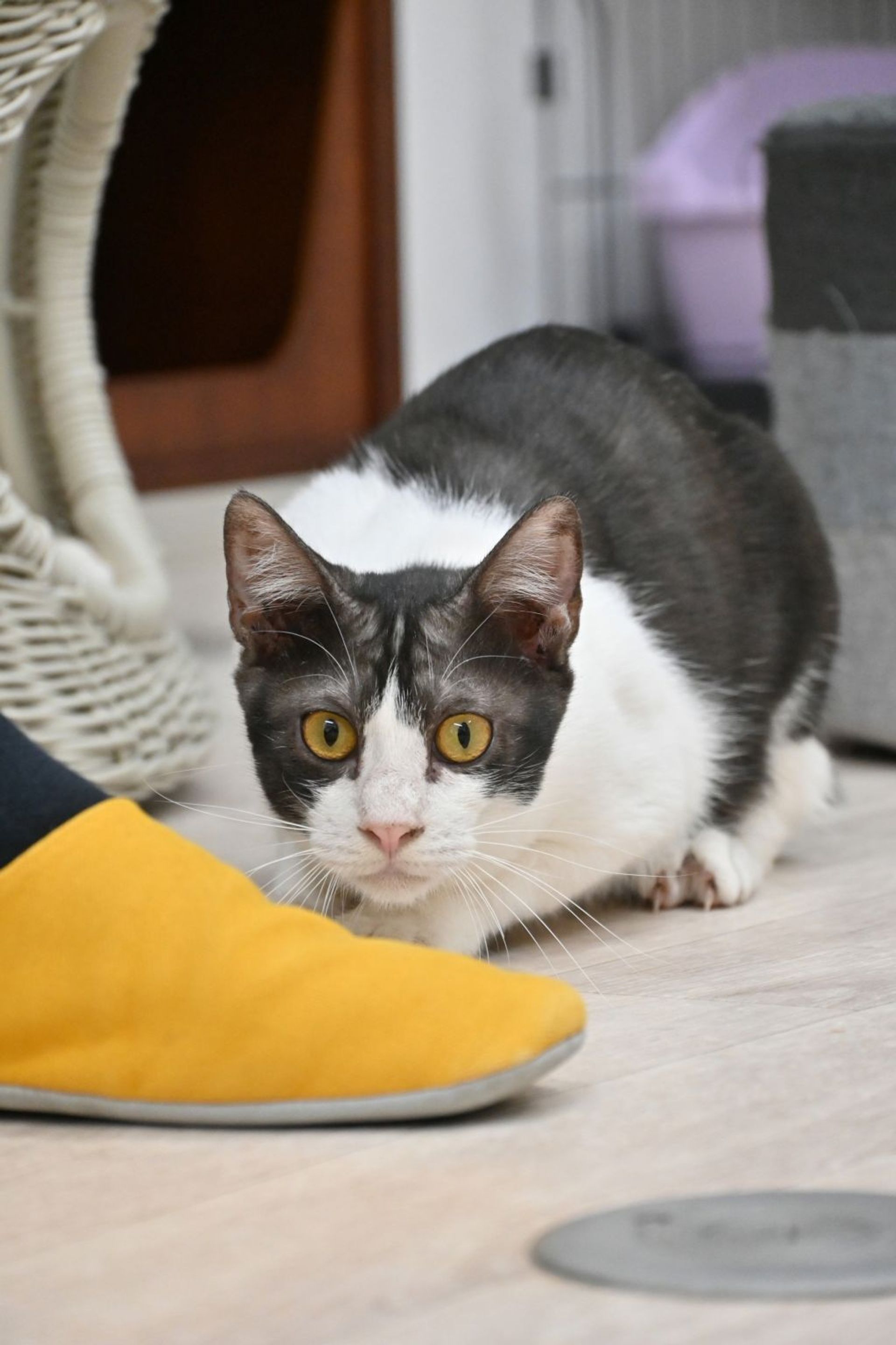 雑種（ミックス猫）・オスの里親募集の写真