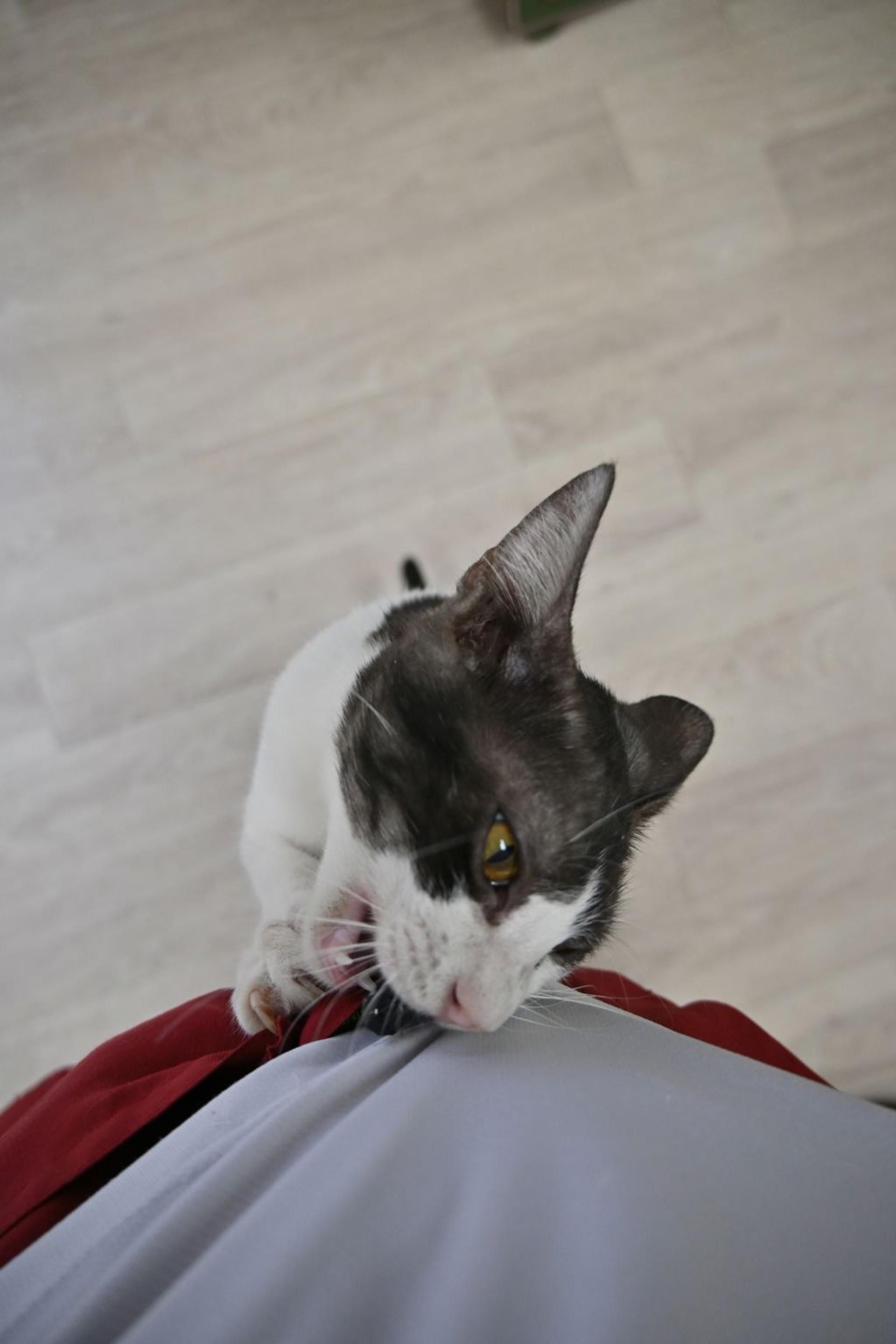 pet-image-2