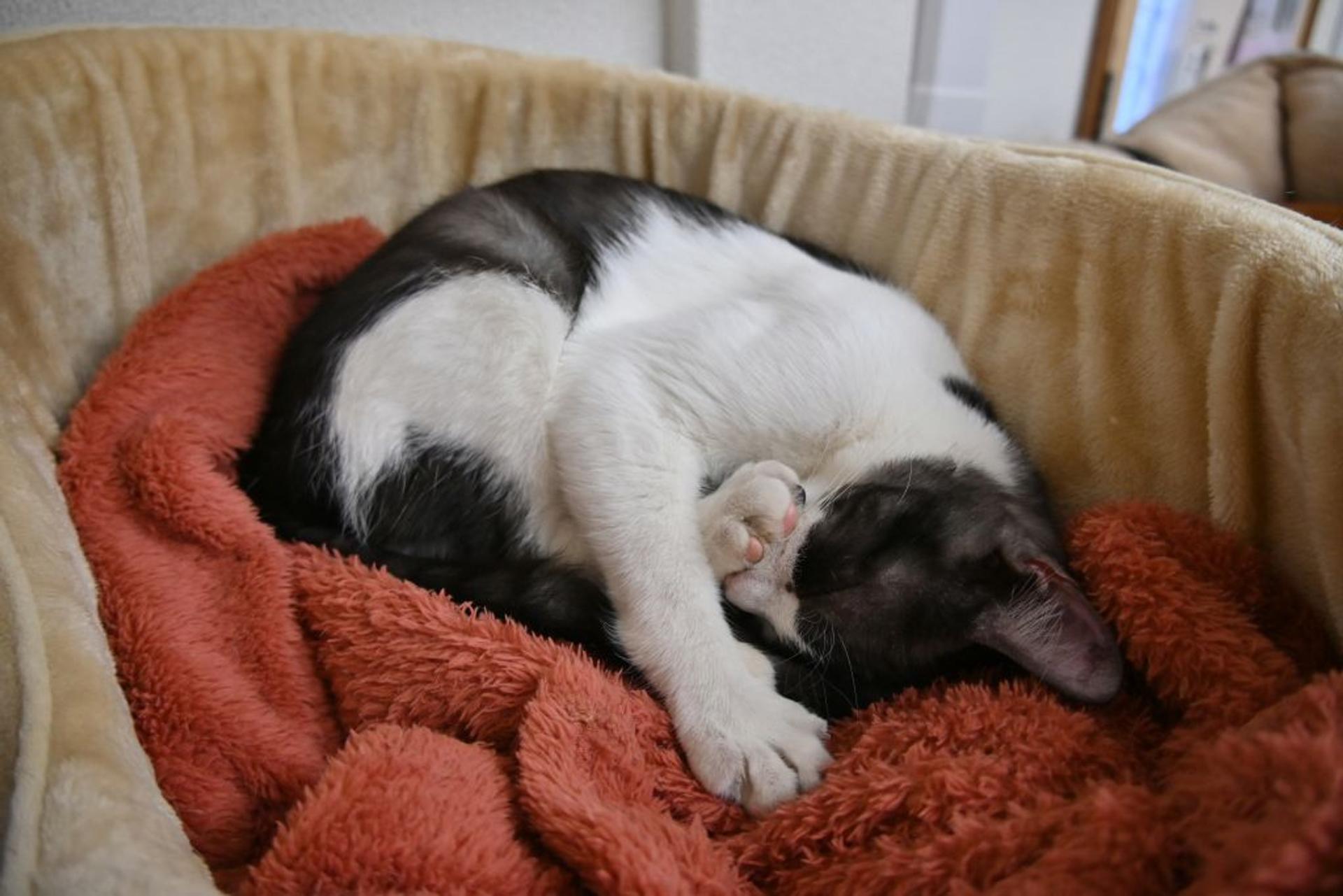 pet-image-3