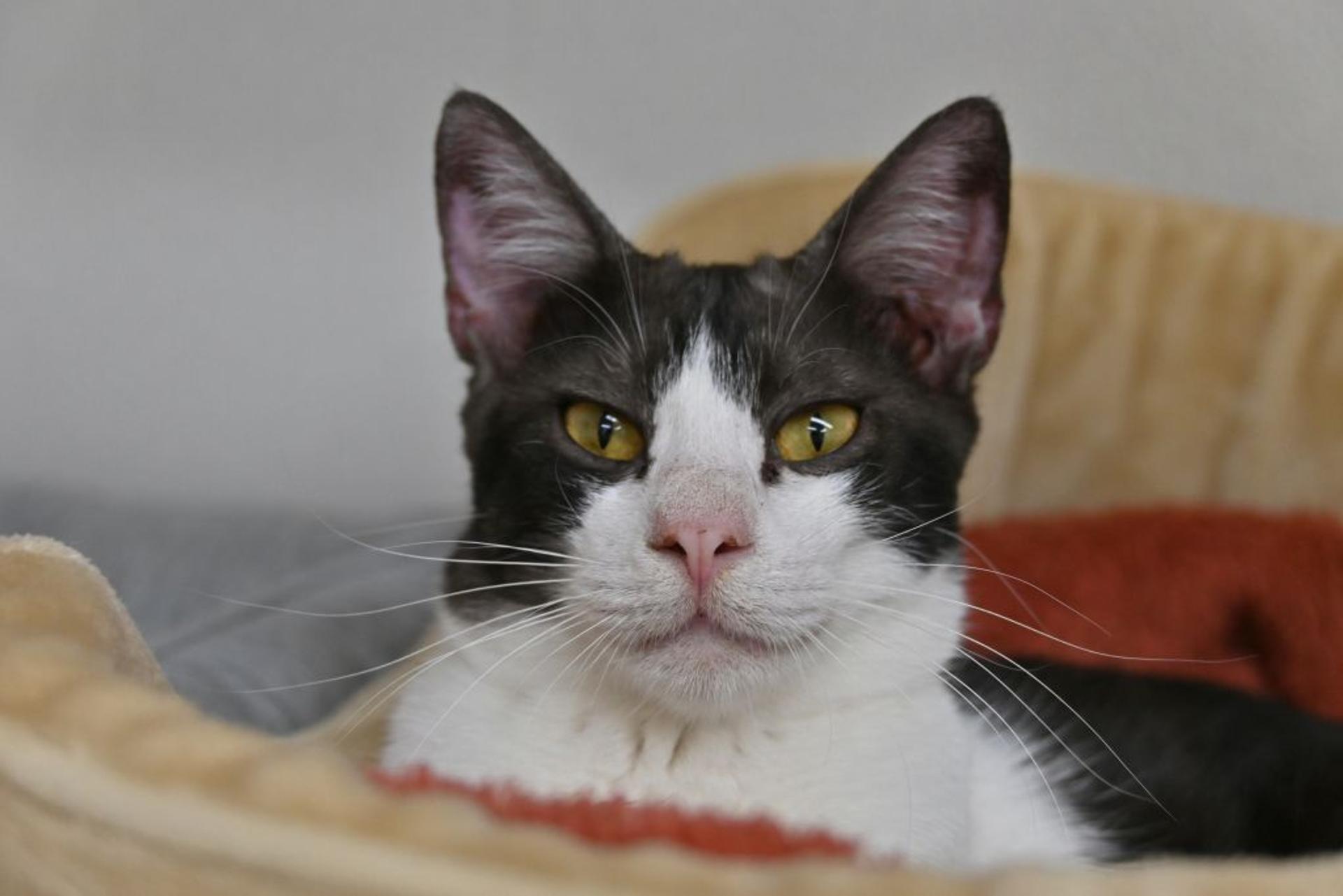 pet-image-4