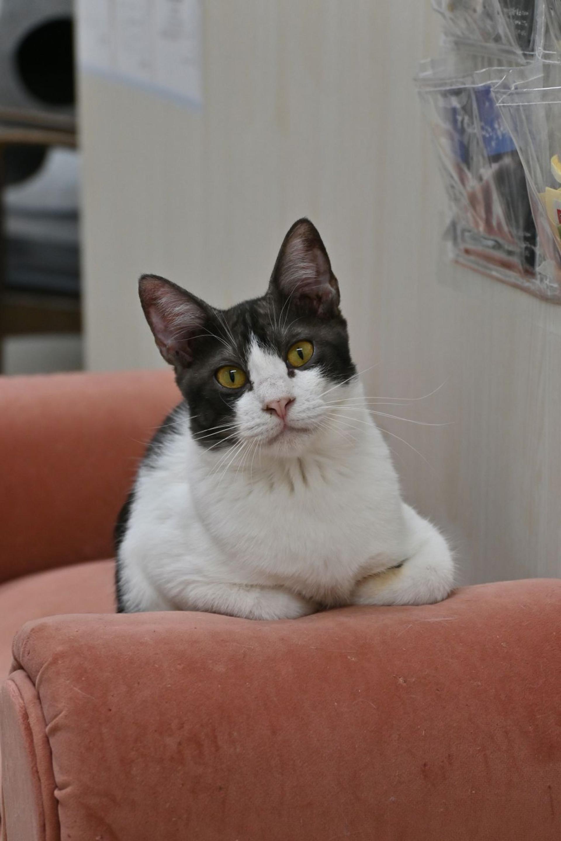 pet-image-5