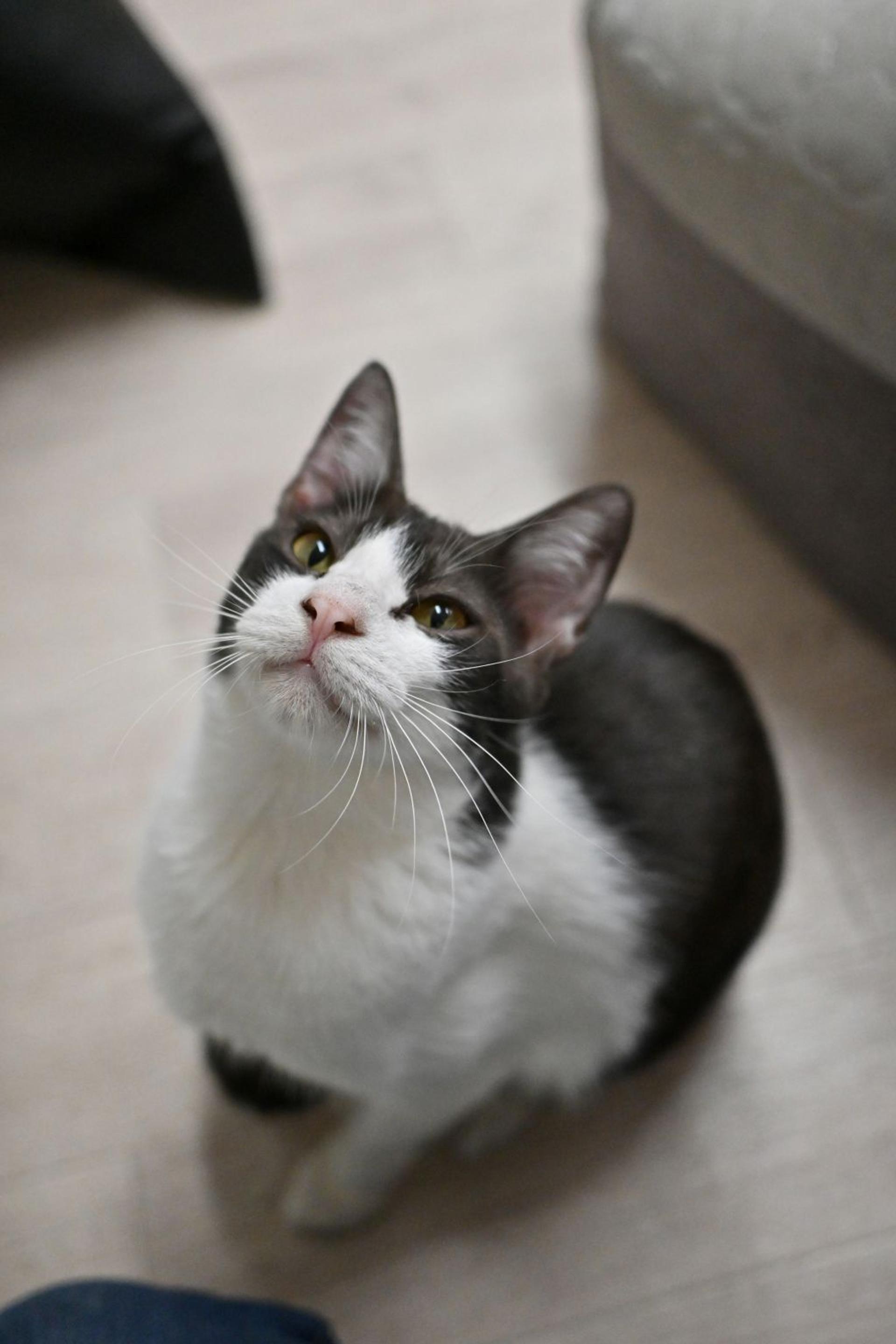 pet-image-7