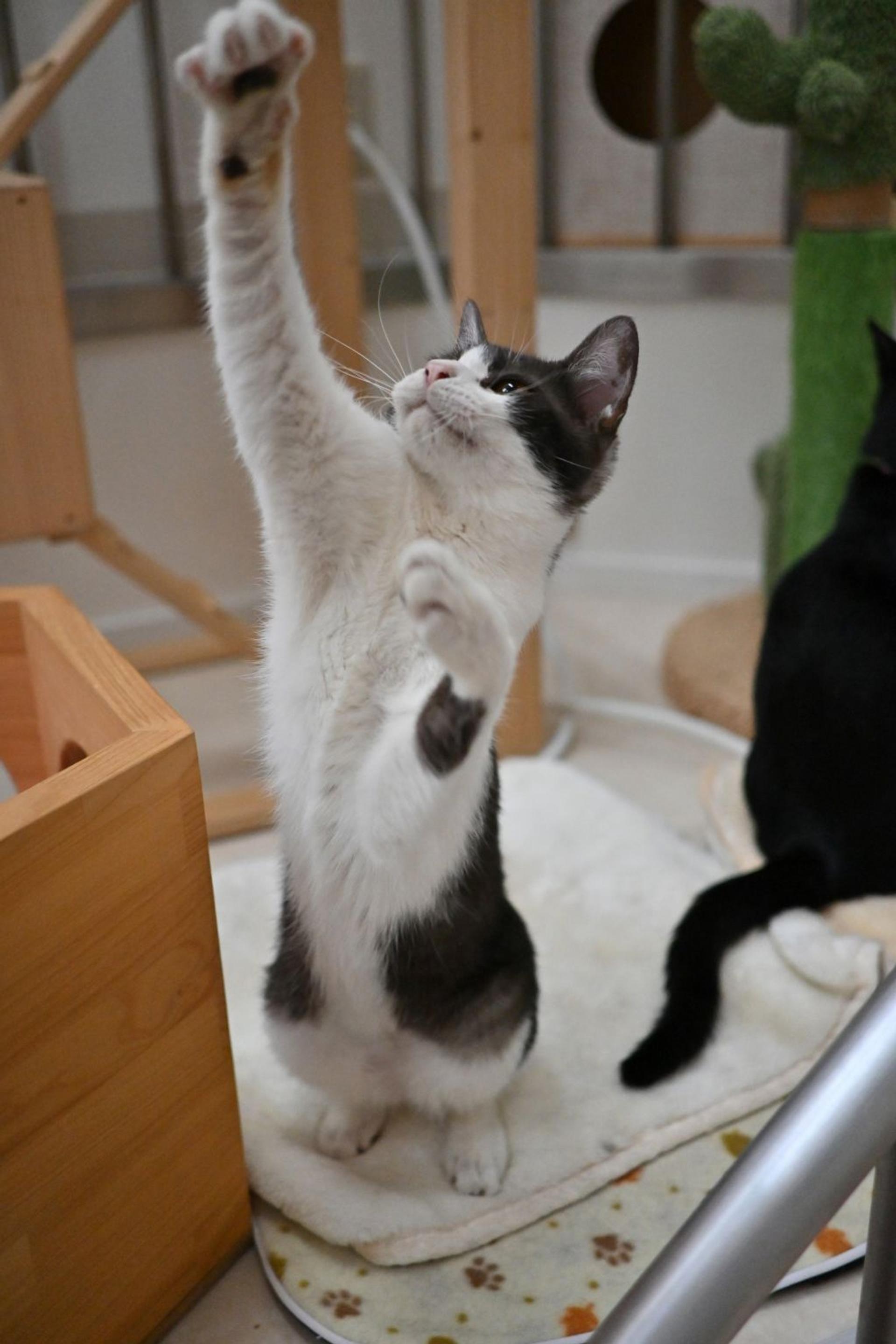pet-image-8