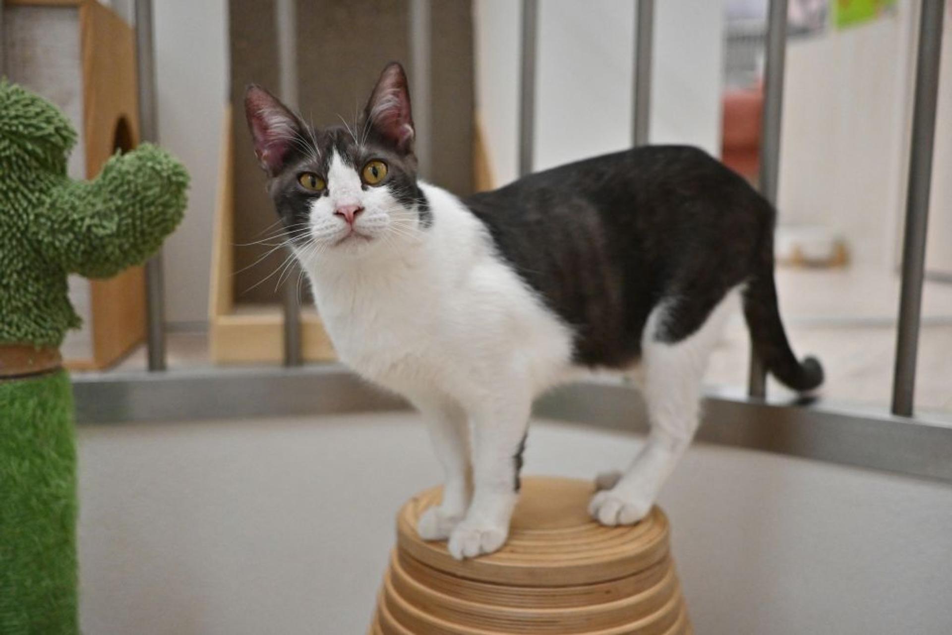 pet-image-10