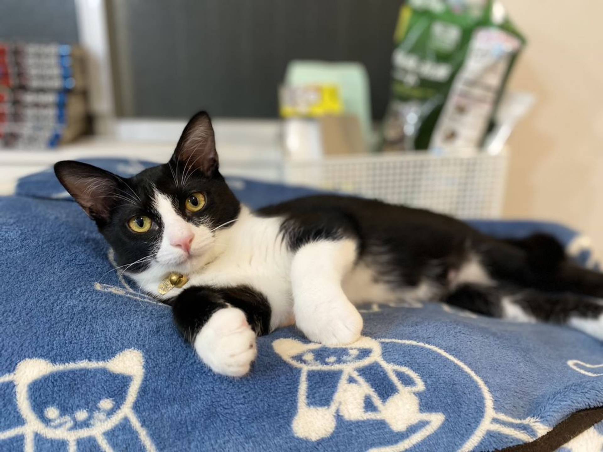 雑種（ミックス猫）・オスの里親募集の写真