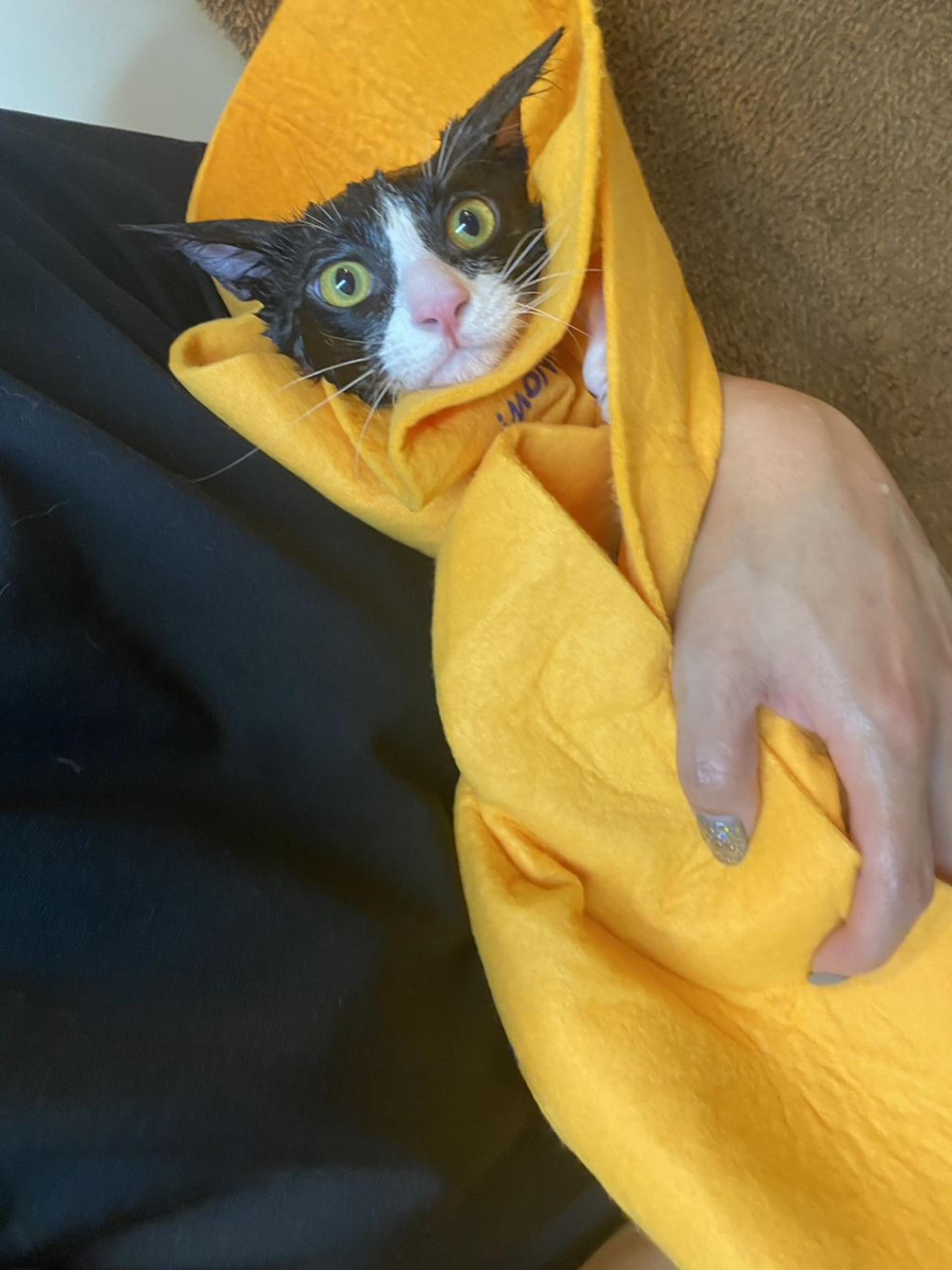 pet-image-2