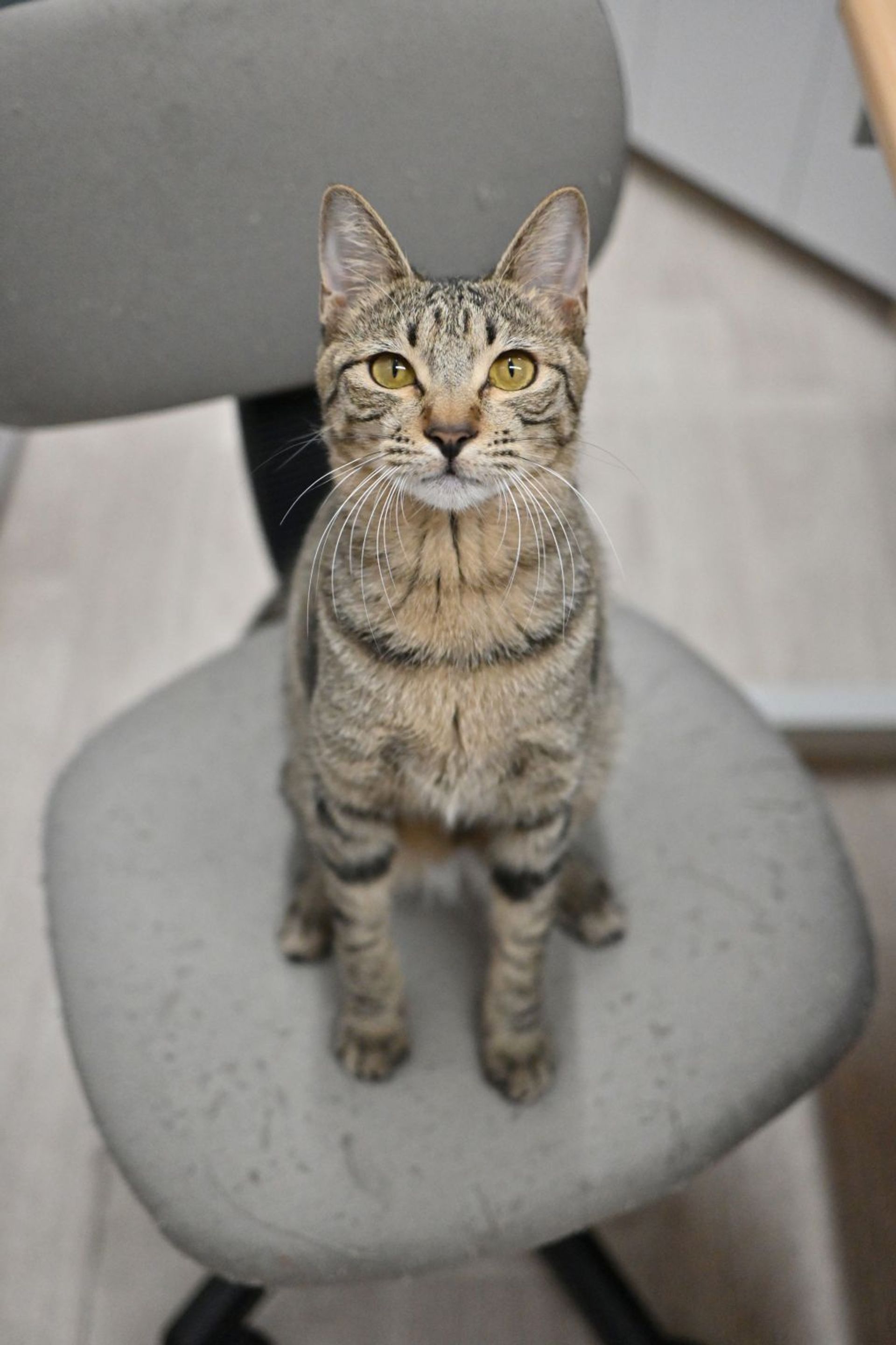 雑種（ミックス猫）・オスの里親募集の写真