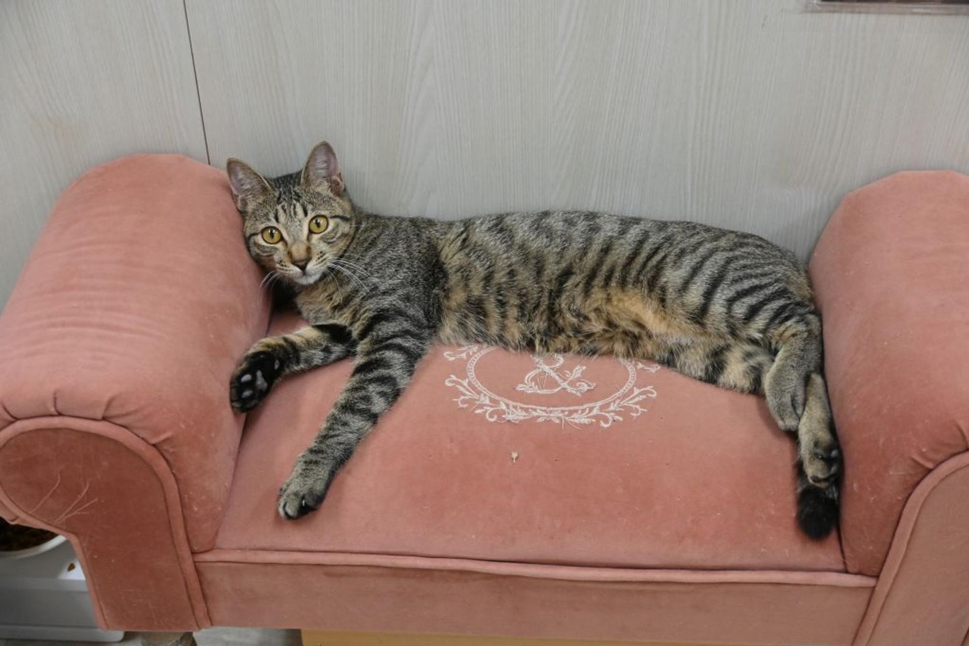 pet-image-2