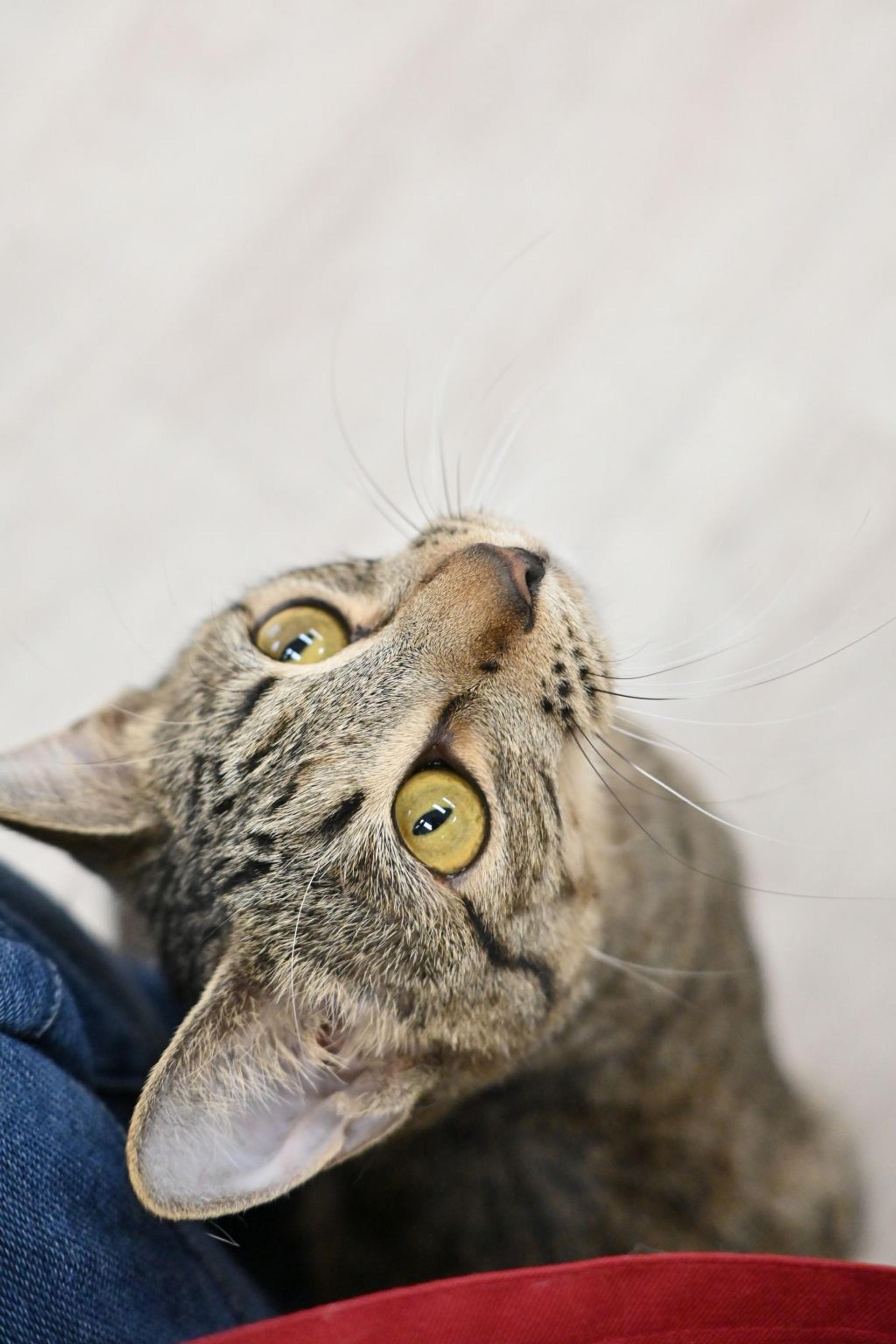 pet-image-3