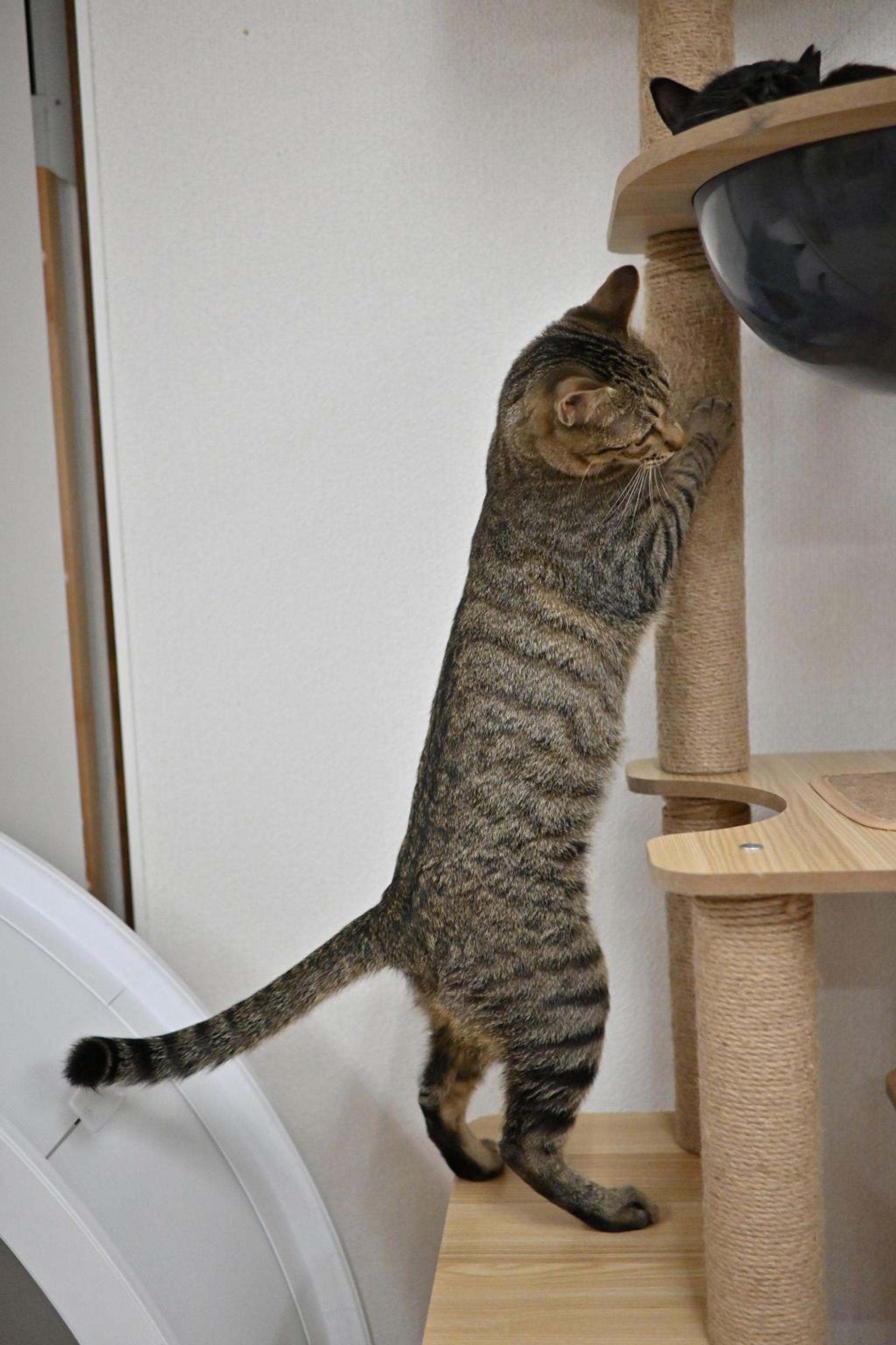 pet-image-4