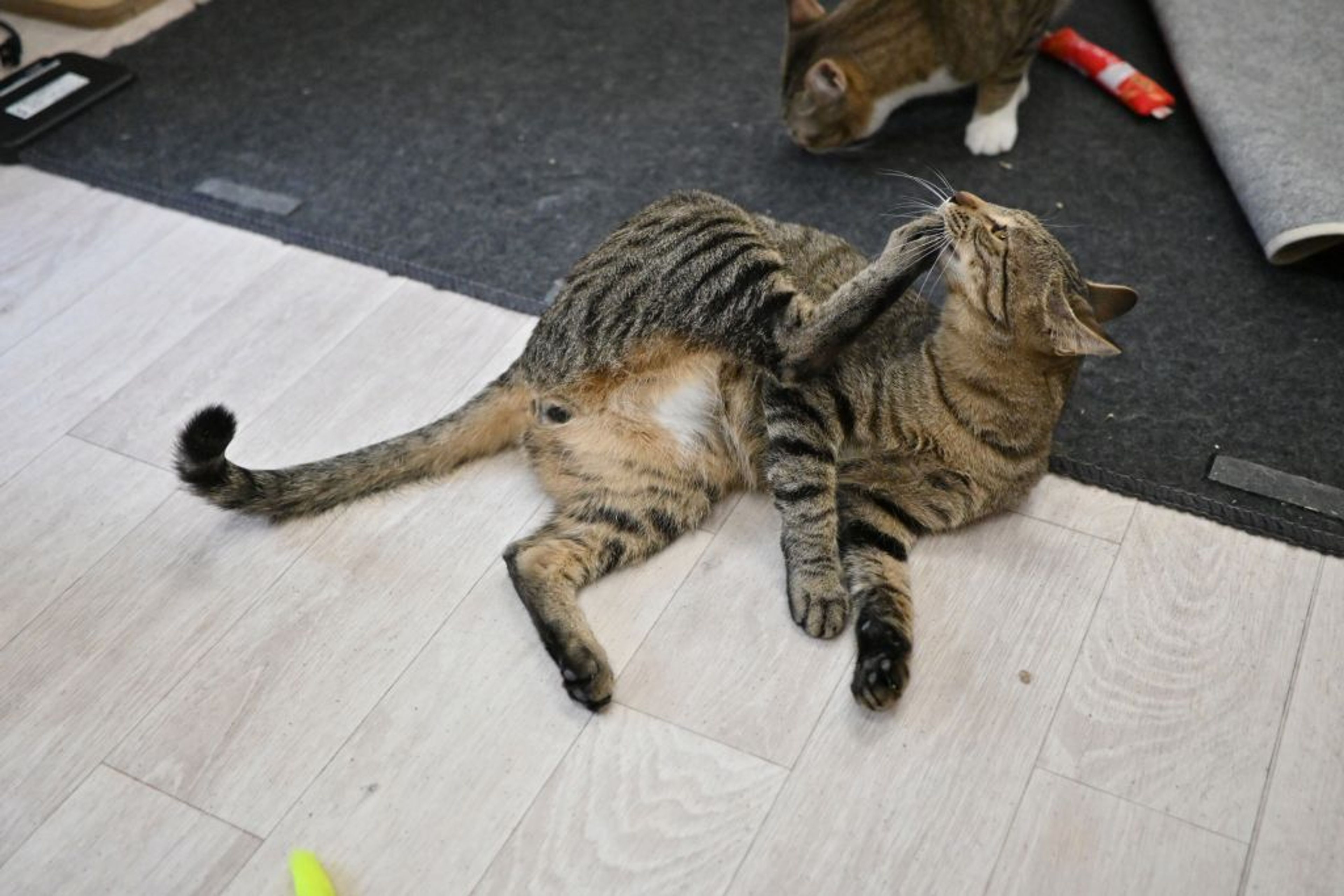 pet-image-5