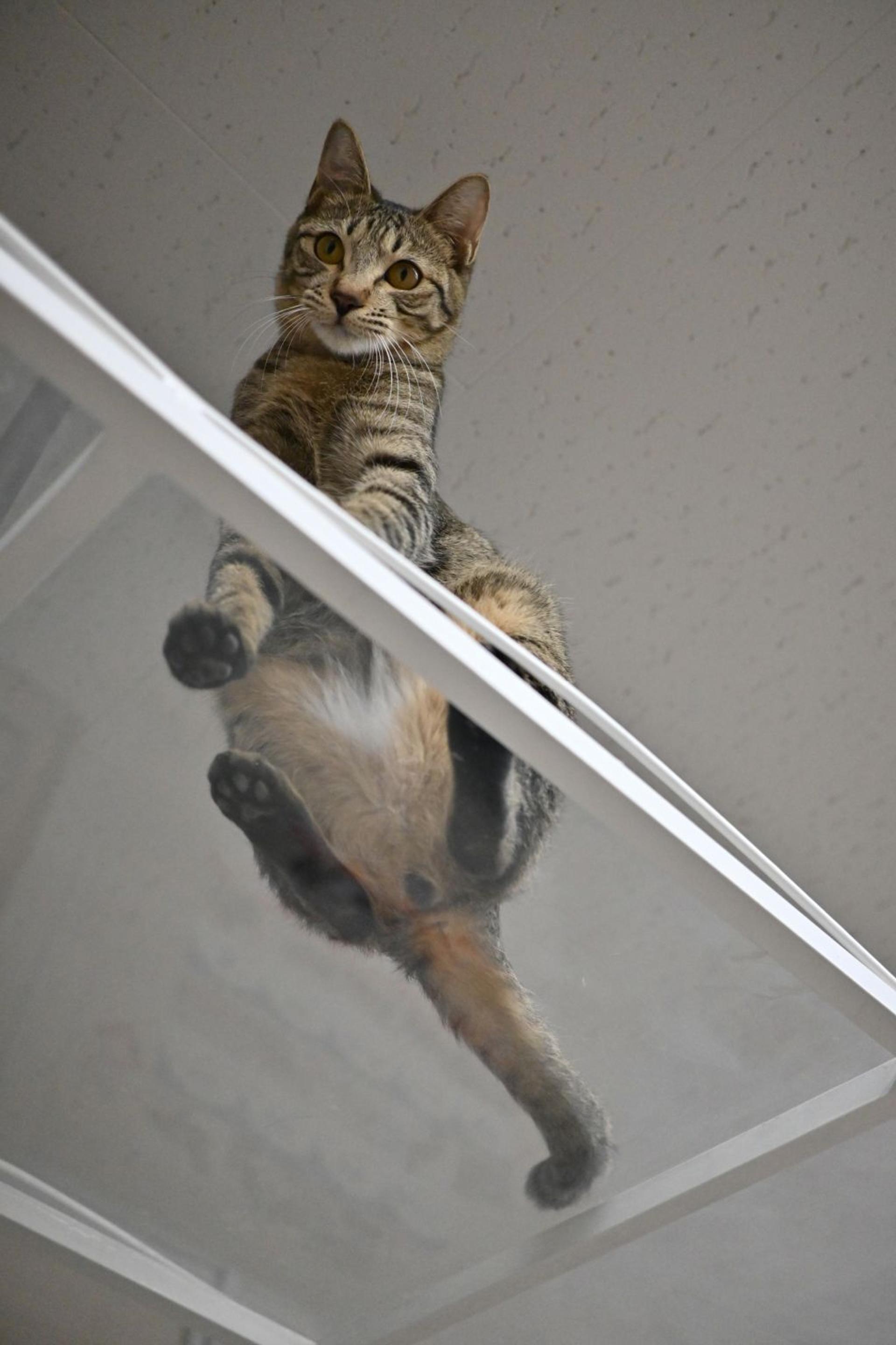 pet-image-6