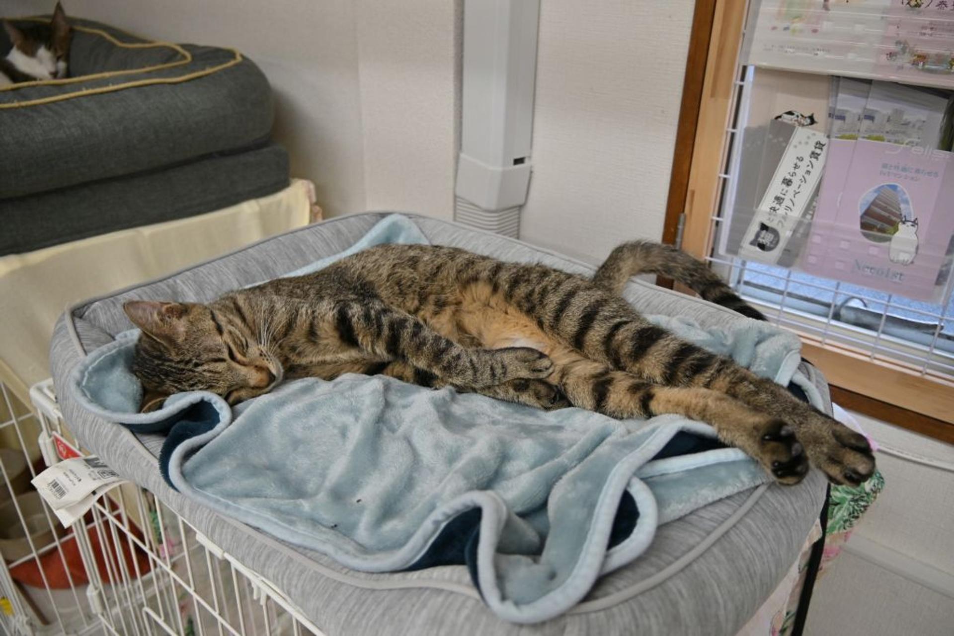 pet-image-7