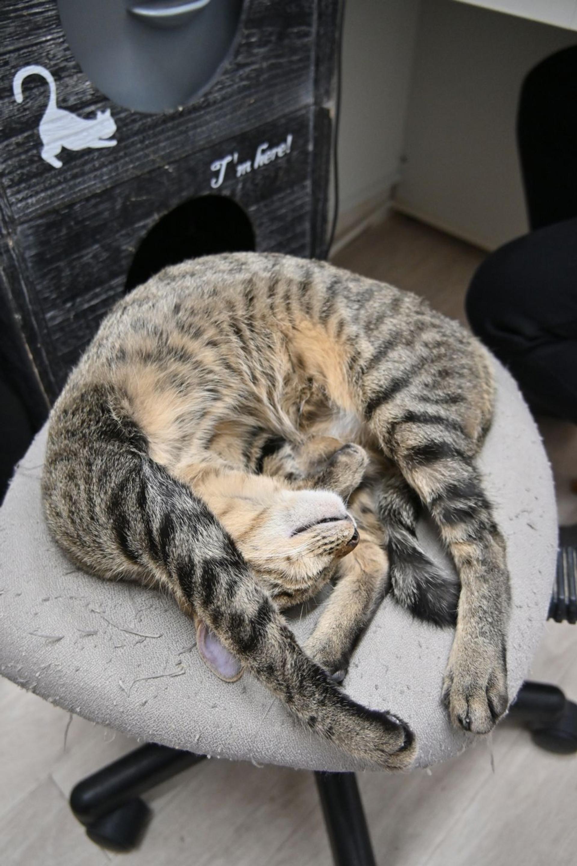 pet-image-9