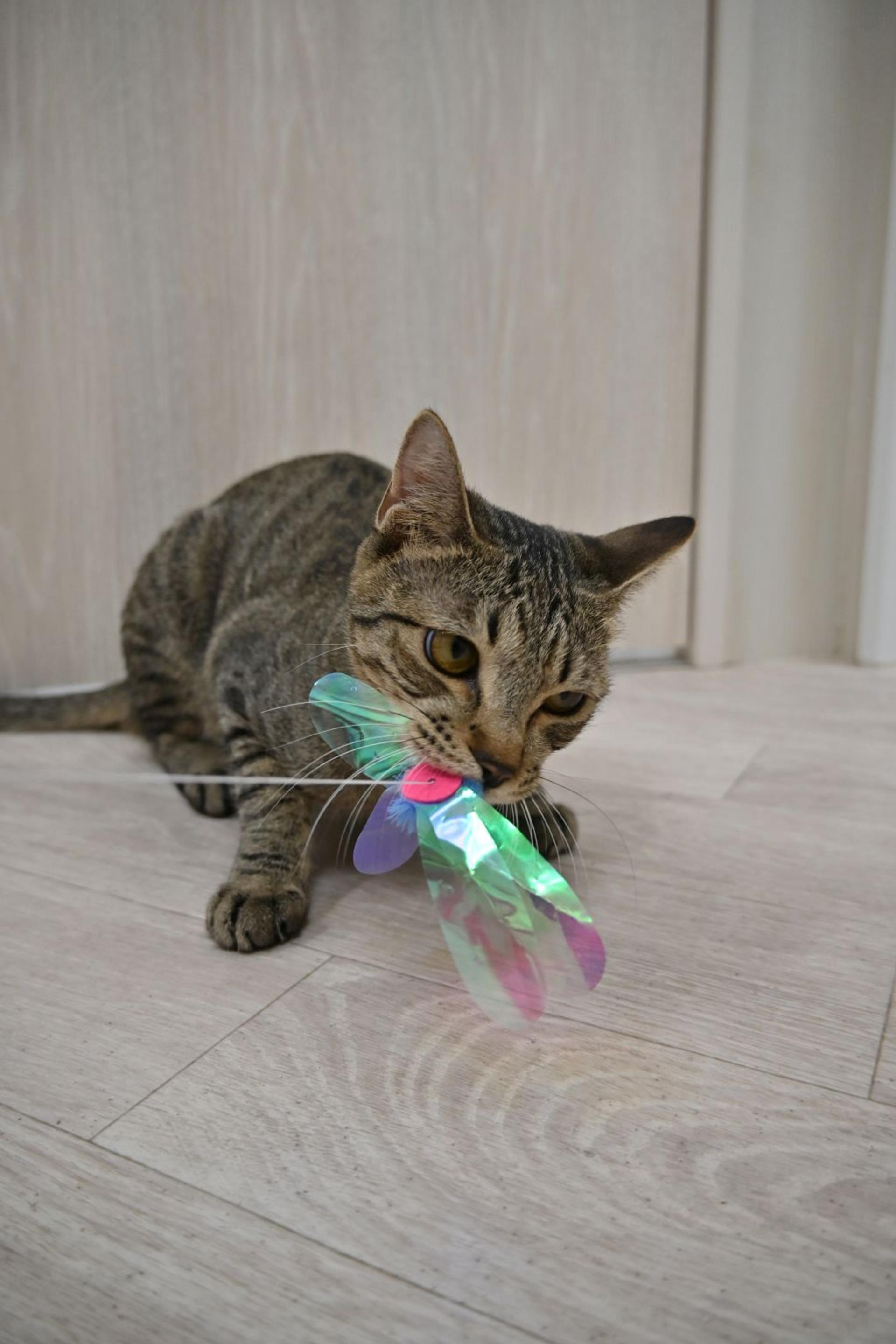 pet-image-10