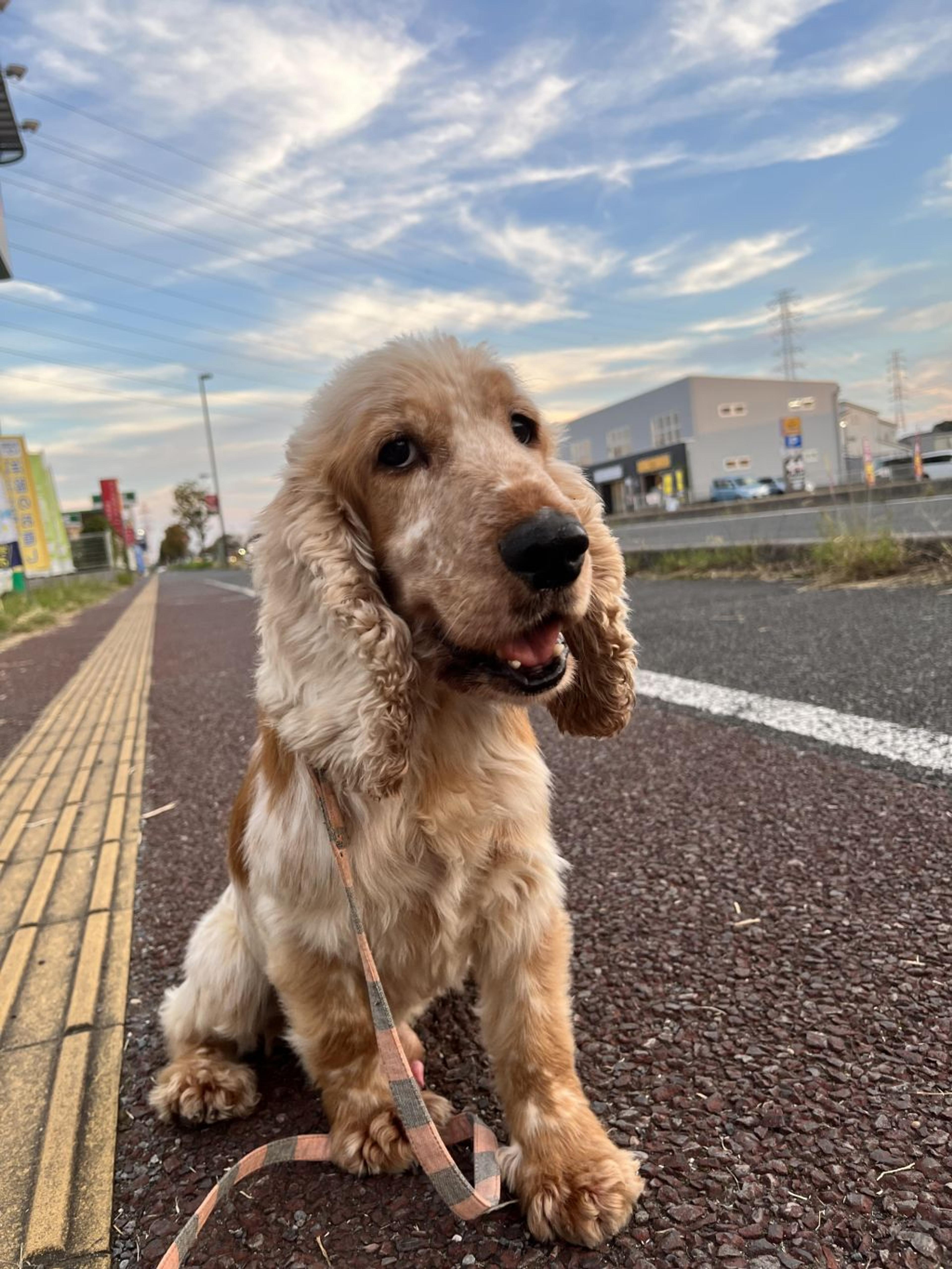 pet-image-2