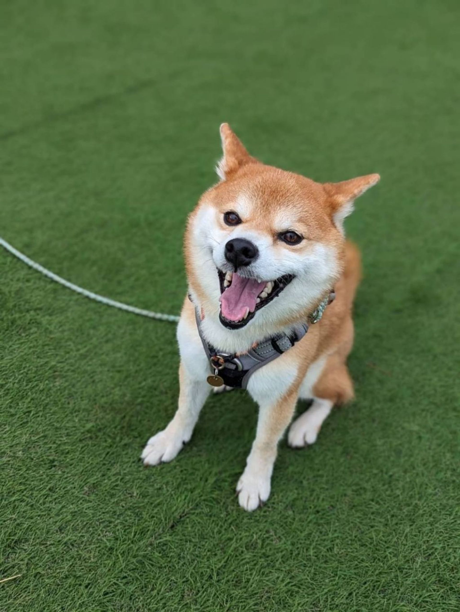 柴犬・オスの里親募集の写真