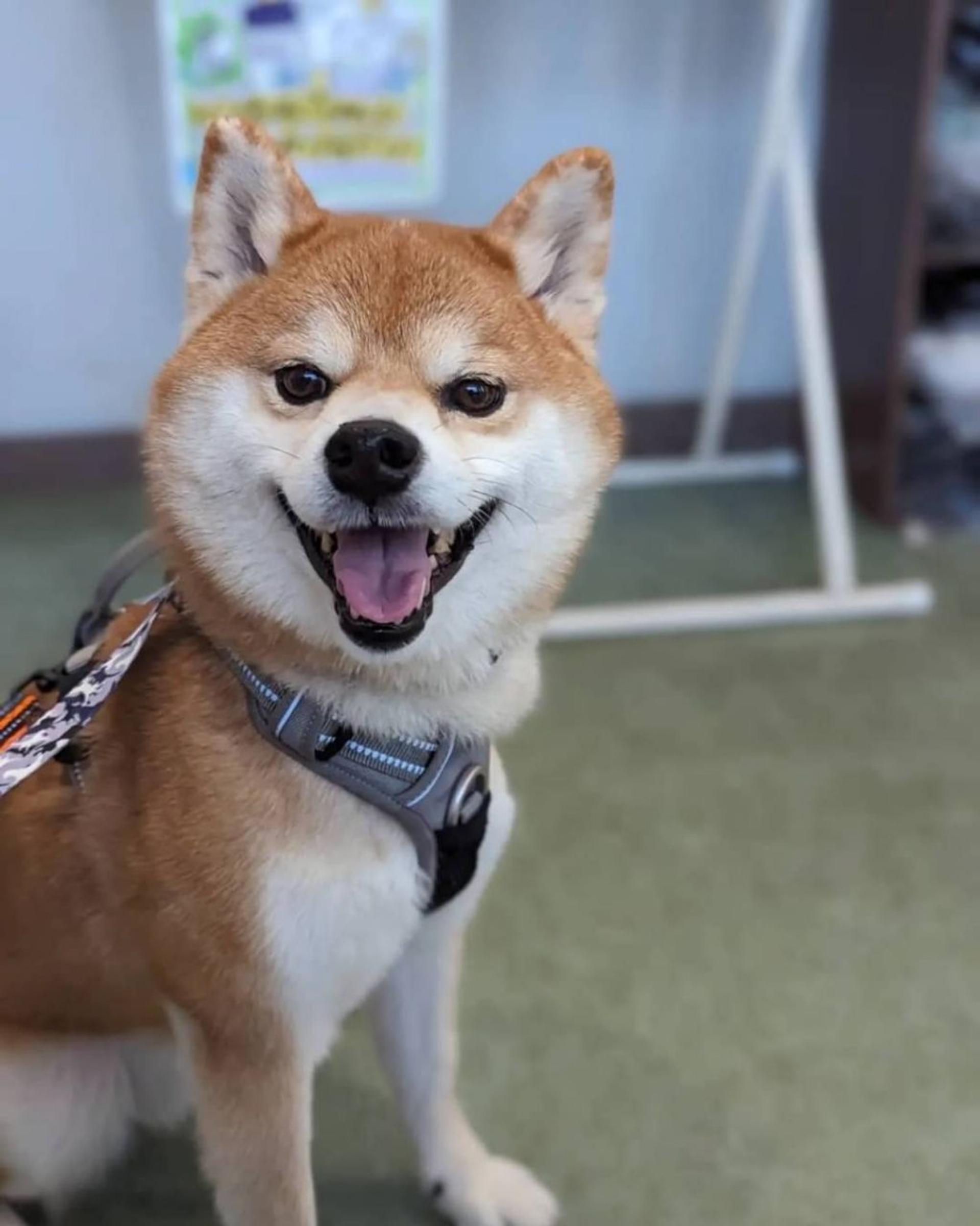 pet-image-2