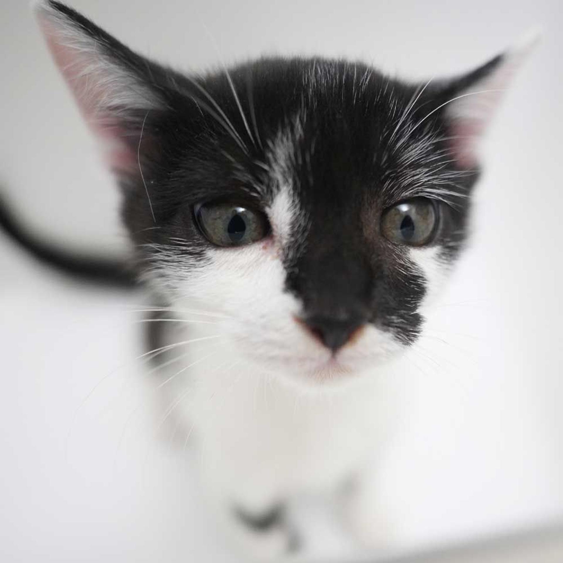 pet-image-2