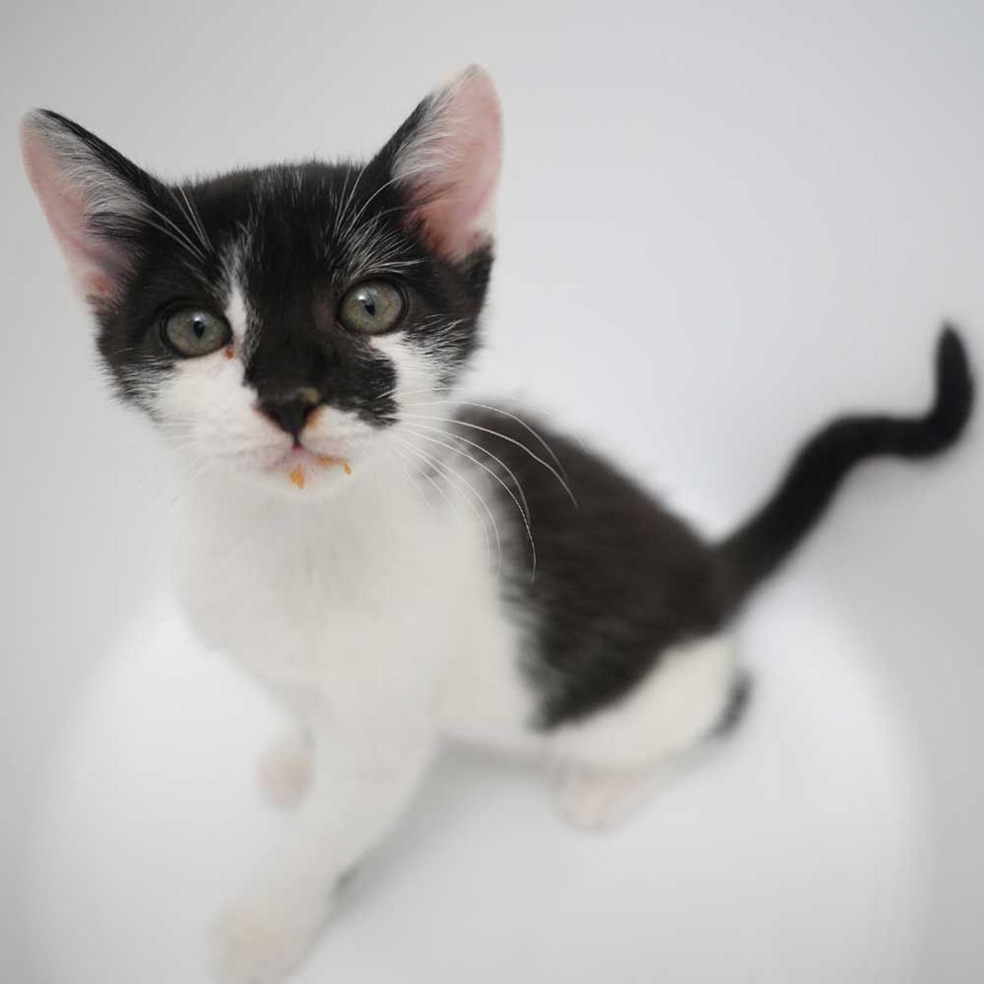 pet-image-3