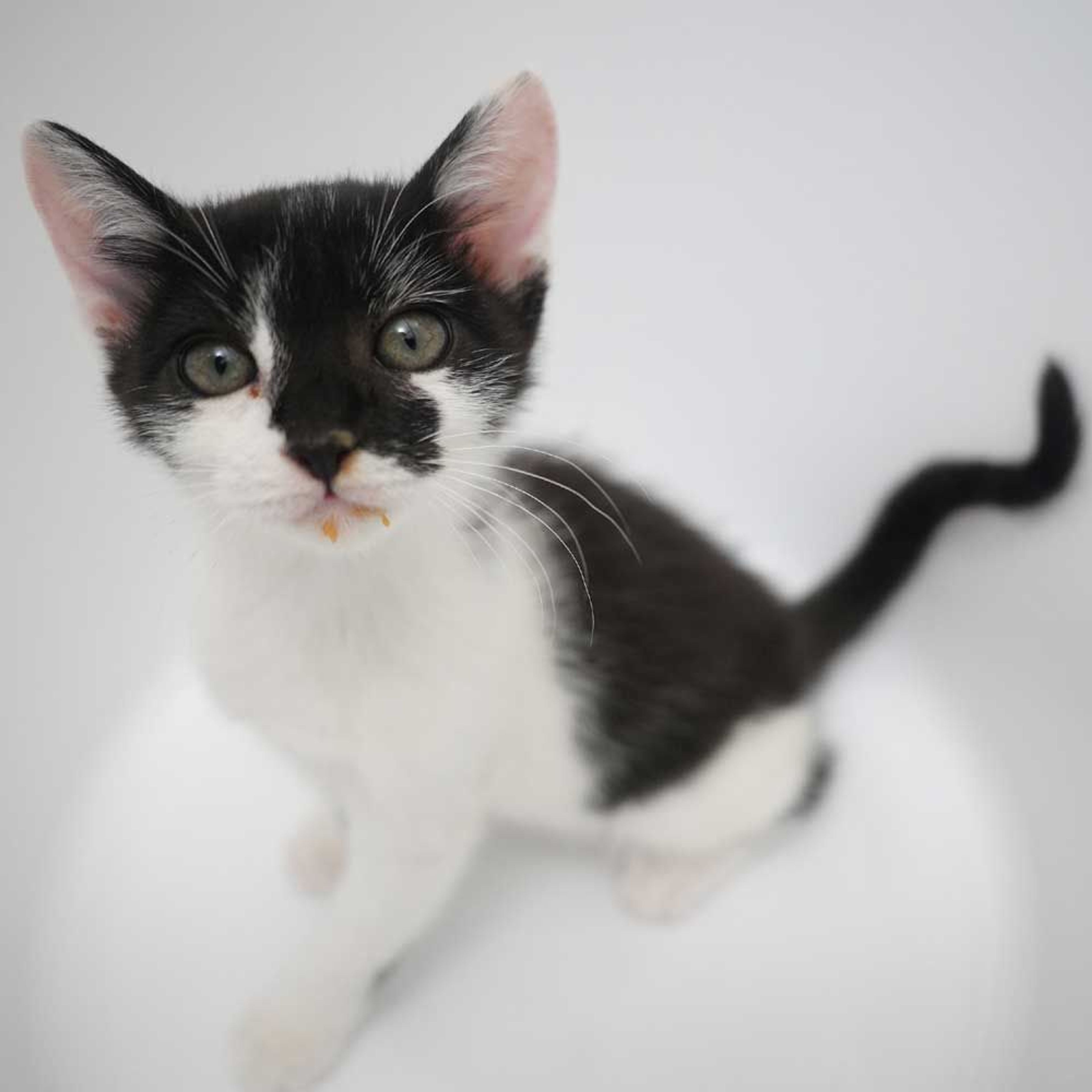 pet-image-3
