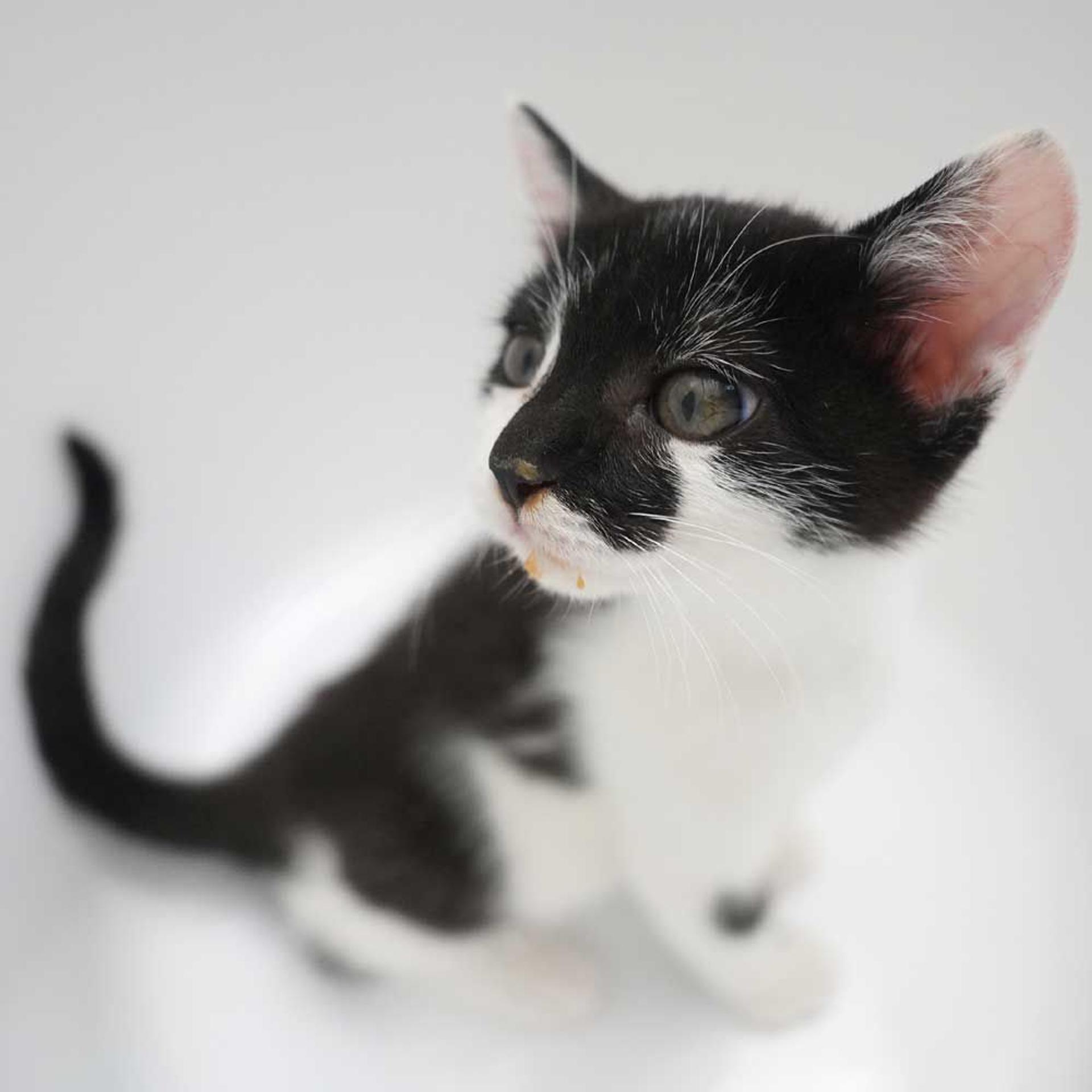 pet-image-5
