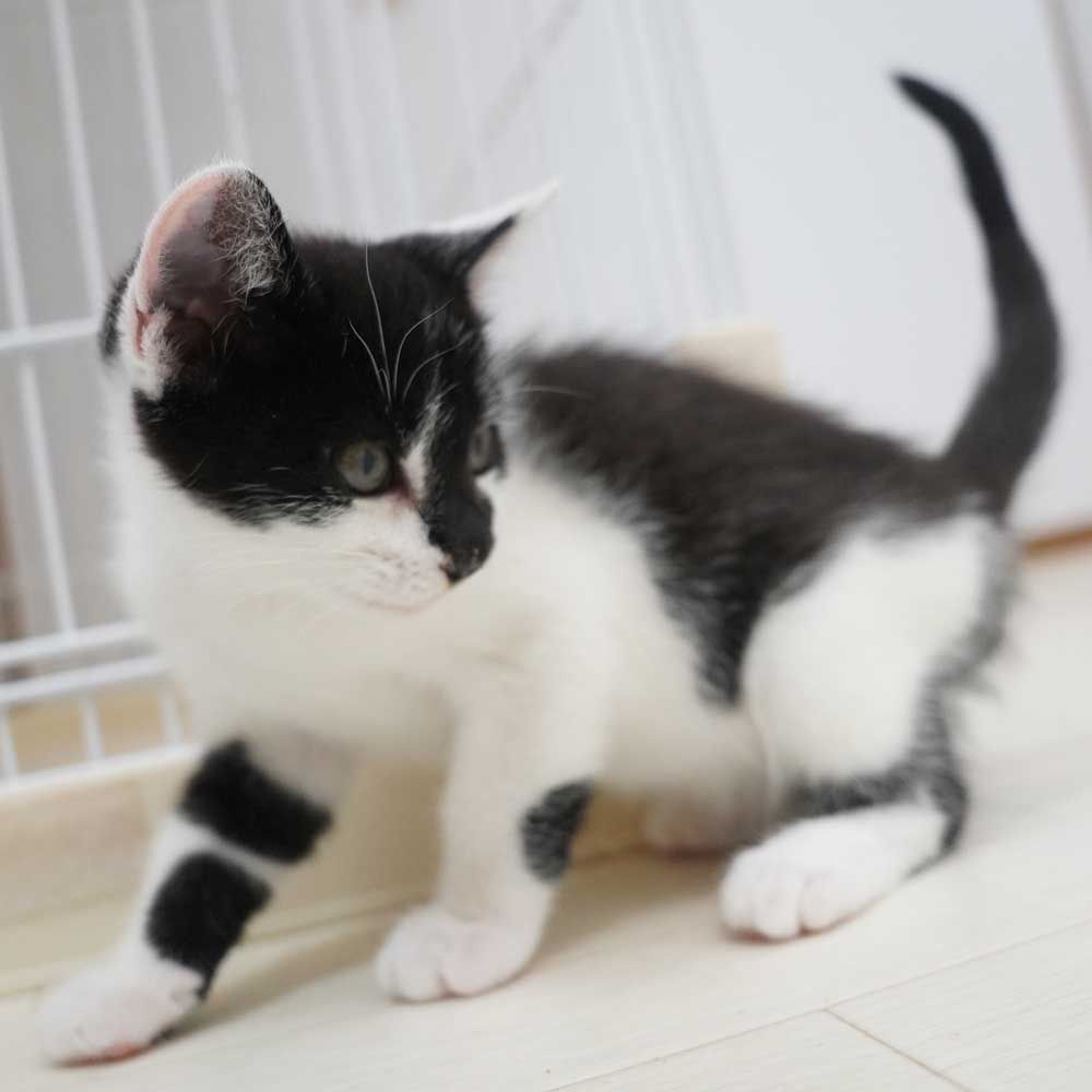 pet-image-6