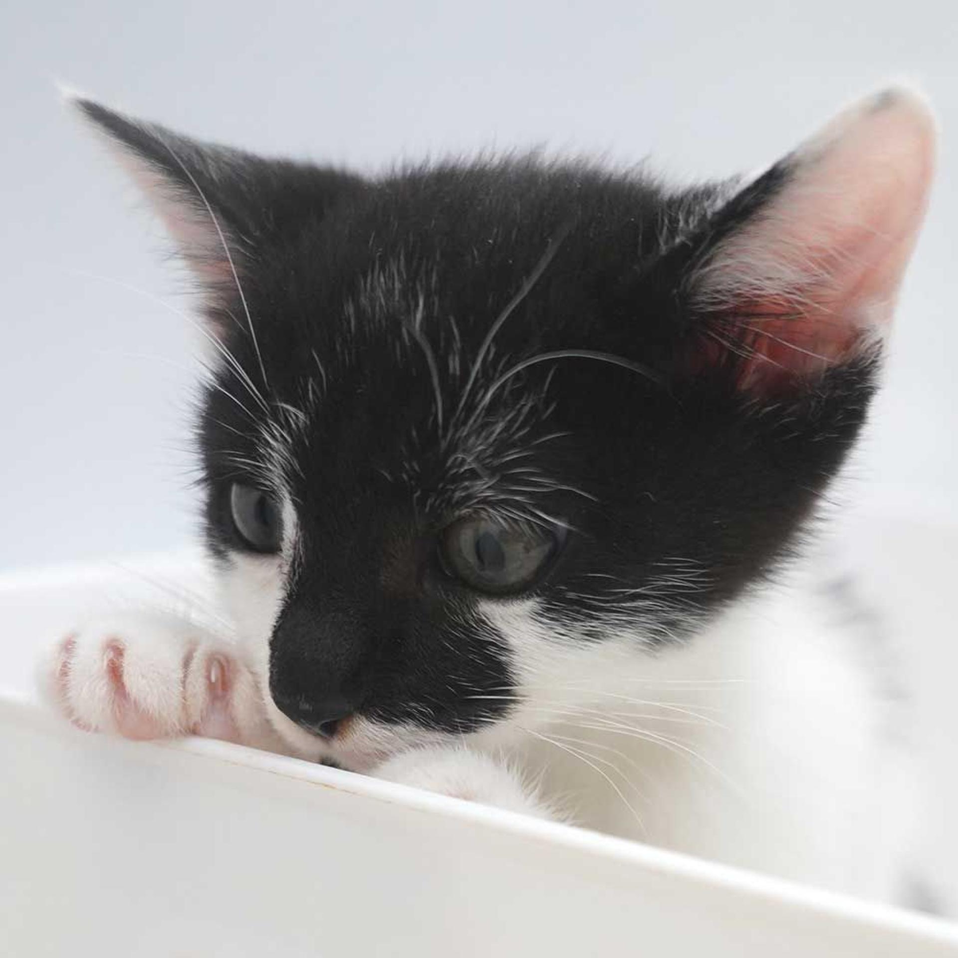 pet-image-9