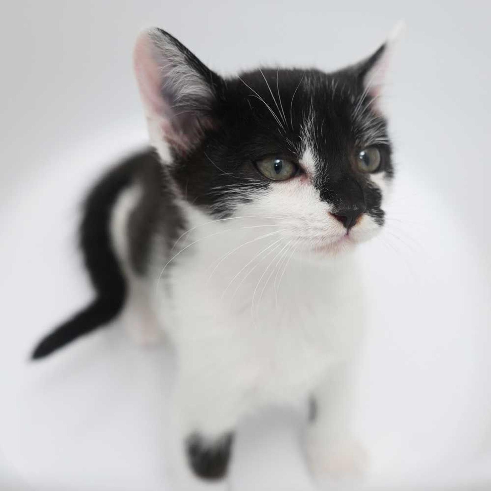 pet-image-10