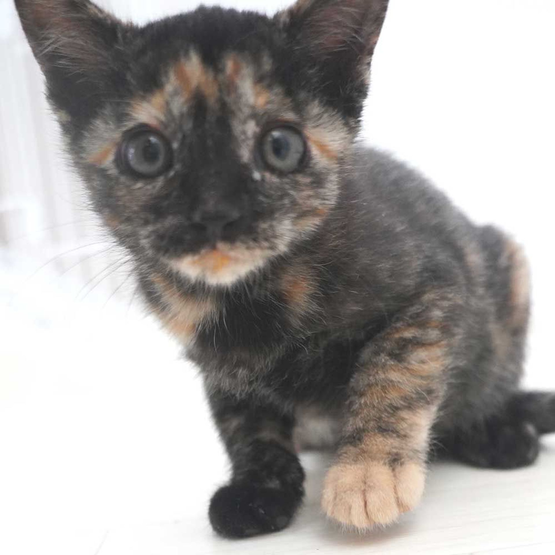 雑種（ミックス猫）・メスの里親募集の写真
